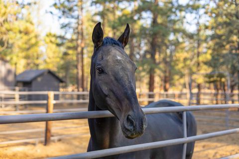 Tiny photo for 15624 National Forest Lane, Sisters, OR 97759 (MLS # 220213314)