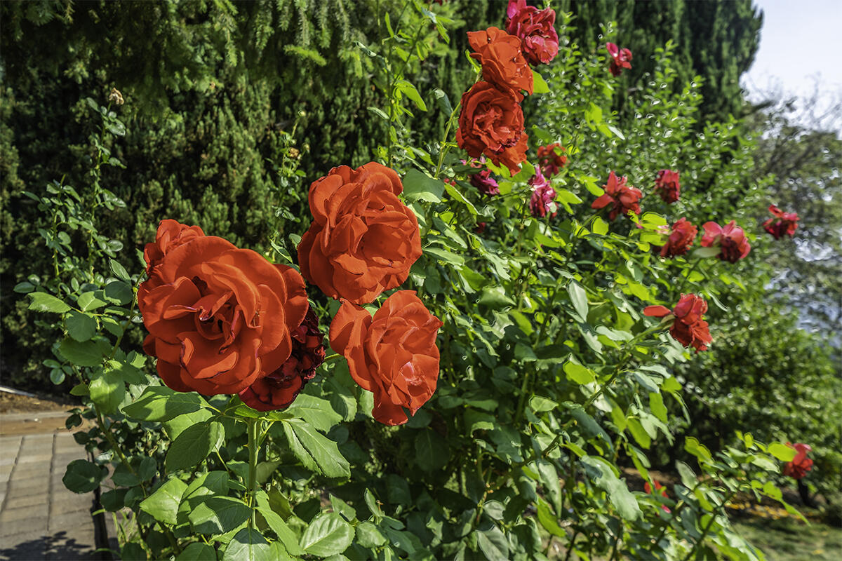 Deer Ridge Terrace Subdivision - Residential