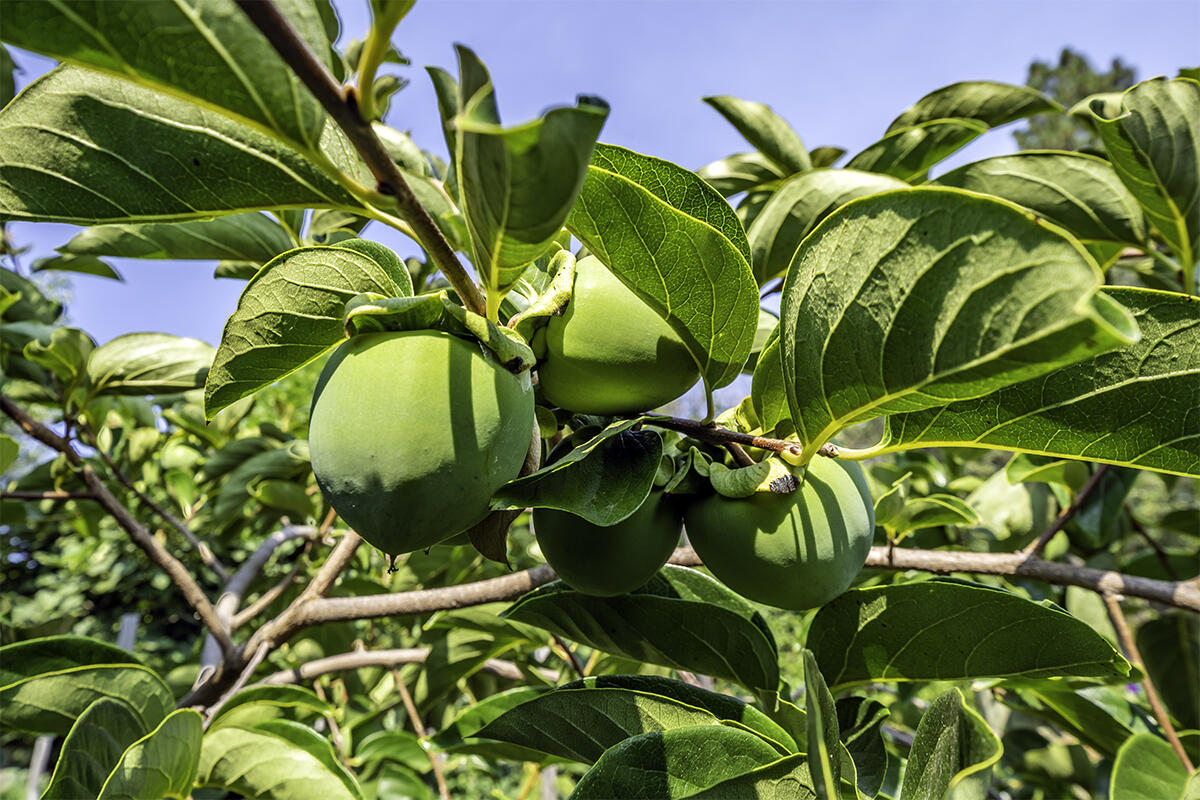 Deer Ridge Terrace Subdivision - Residential