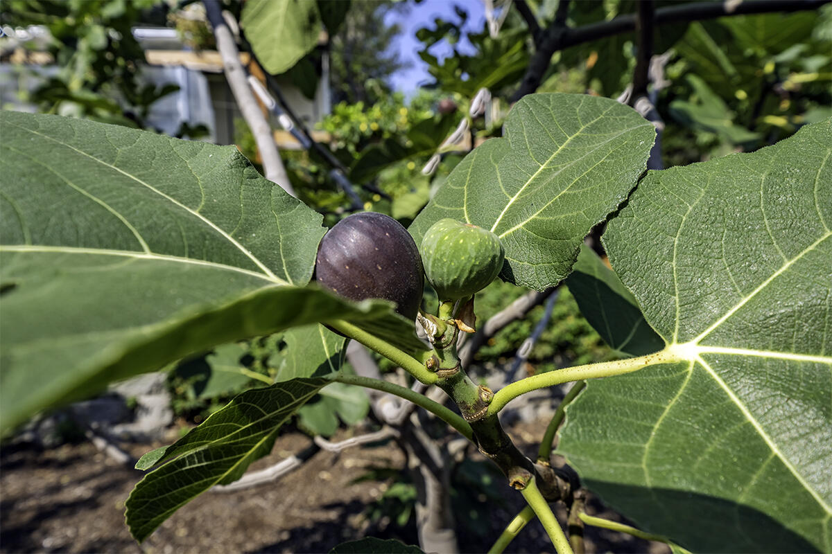 Deer Ridge Terrace Subdivision - Residential