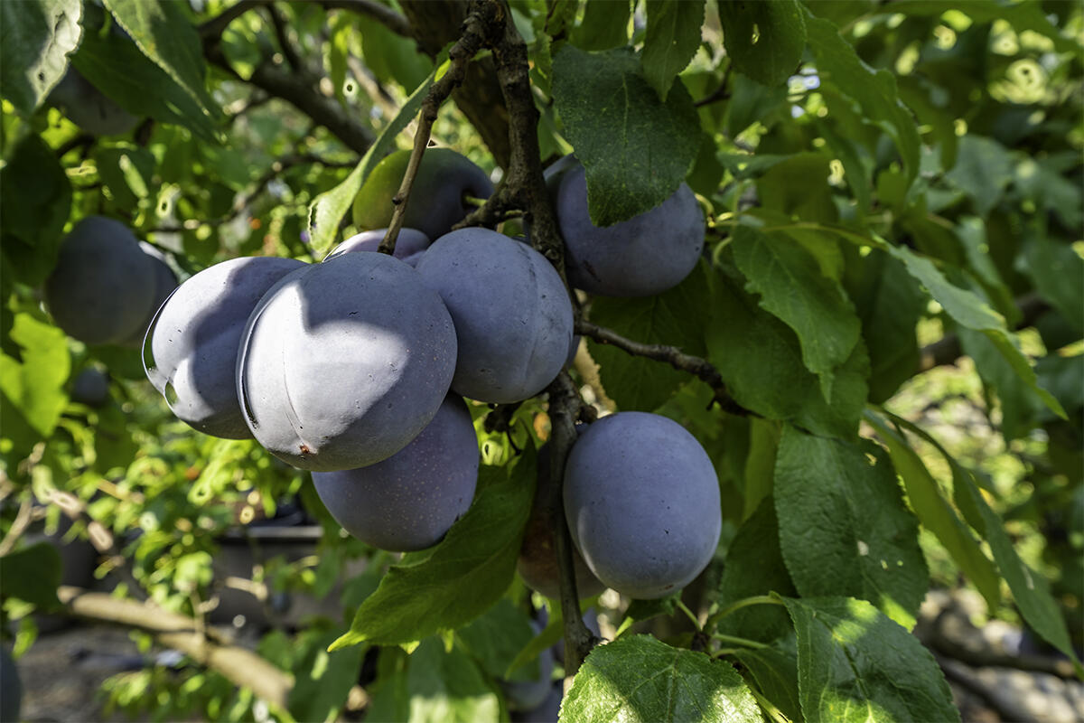 Deer Ridge Terrace Subdivision - Residential