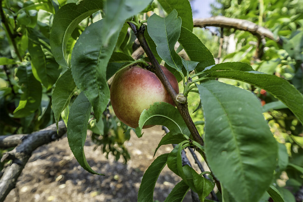 Deer Ridge Terrace Subdivision - Residential