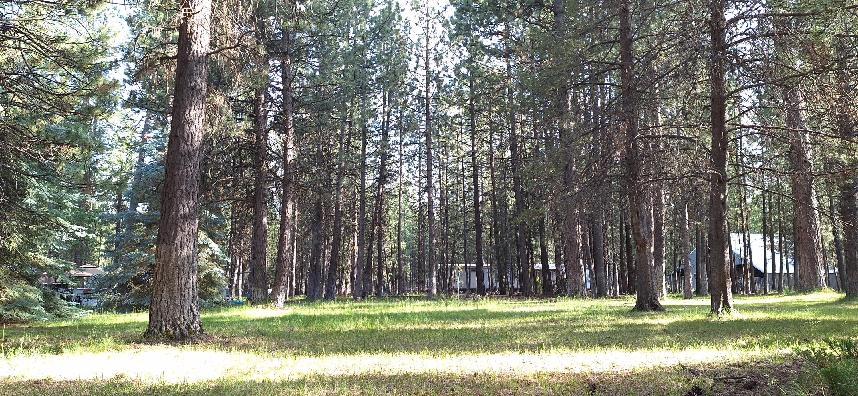 Ponderosa Pines East - Residential