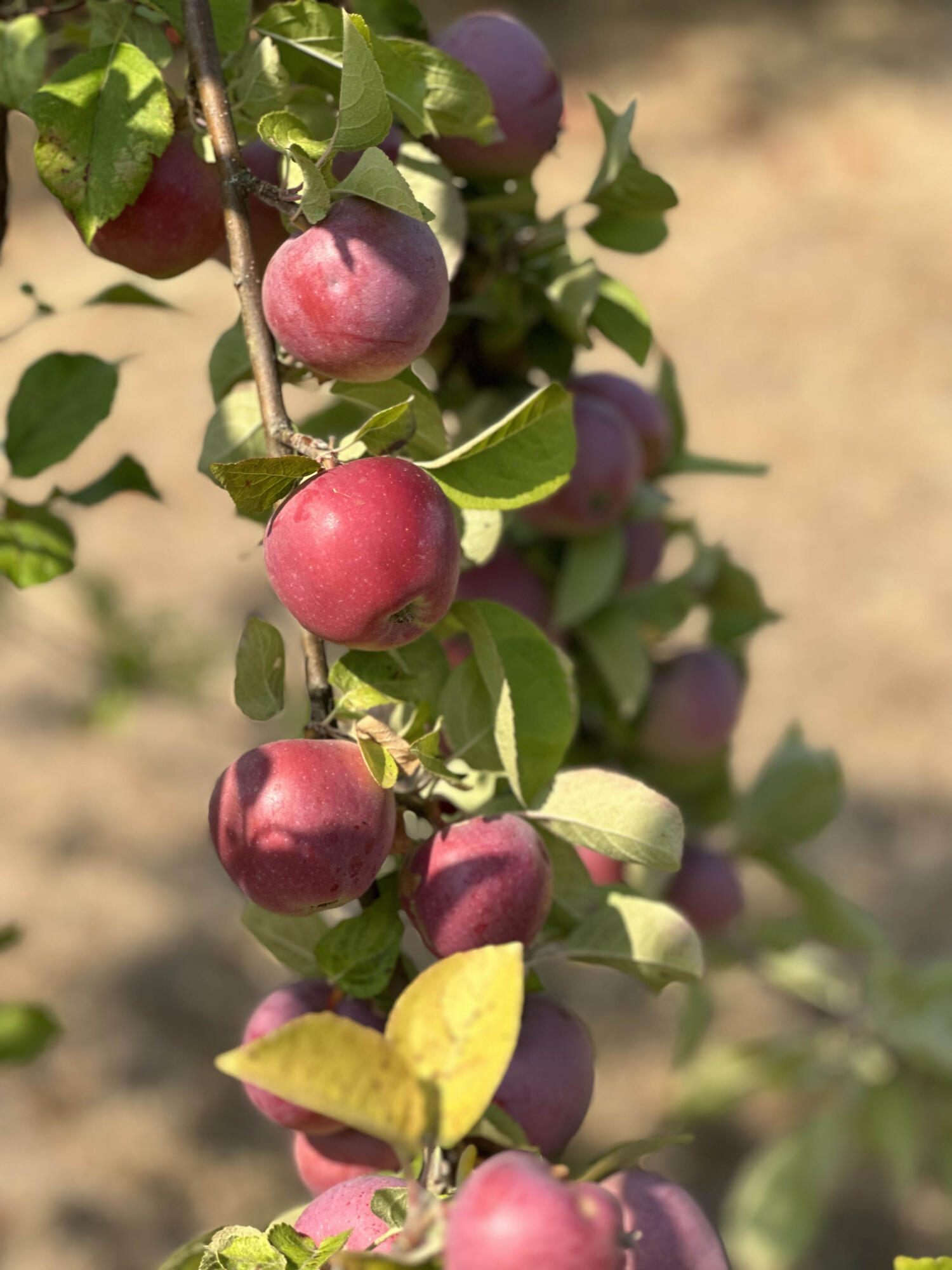 Linnhaven Orchard Company - Residential