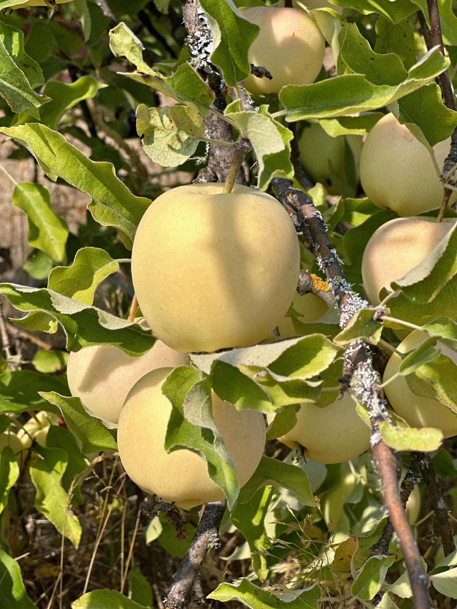 Linnhaven Orchard Company - Residential