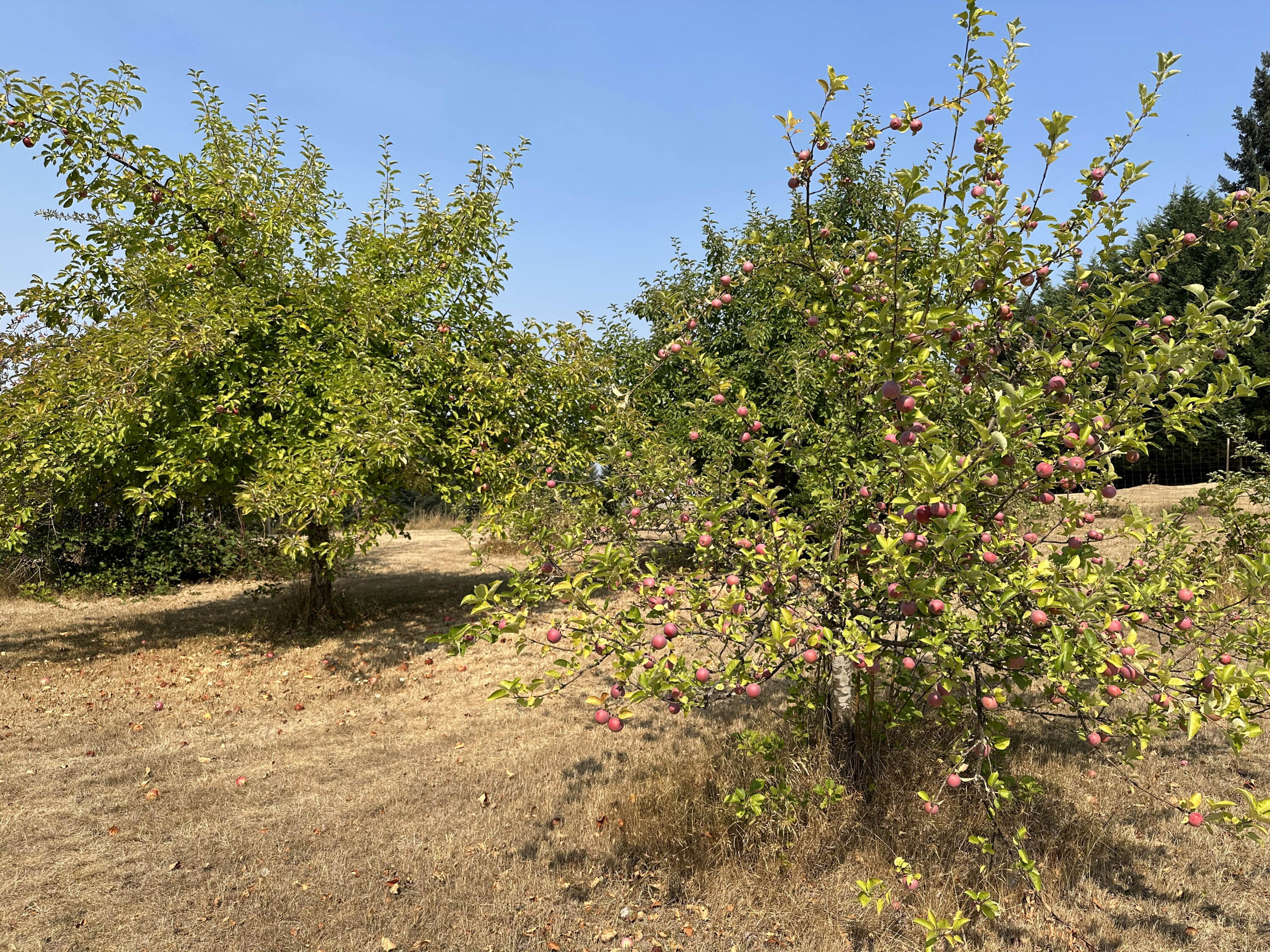 Linnhaven Orchard Company - Residential