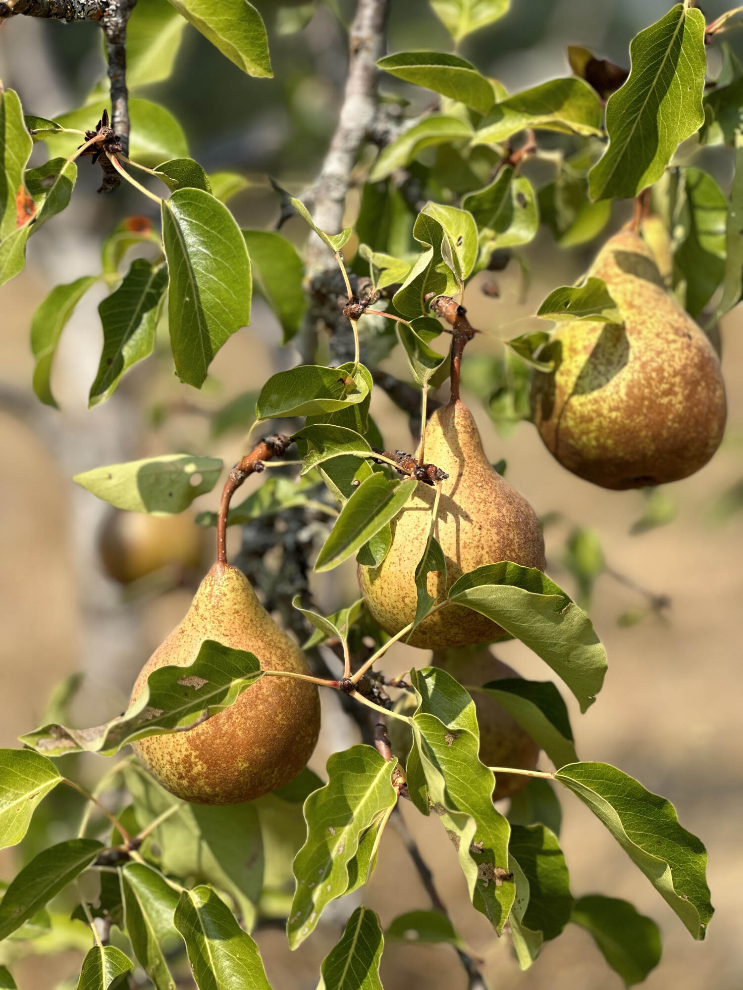 Linnhaven Orchard Company - Residential