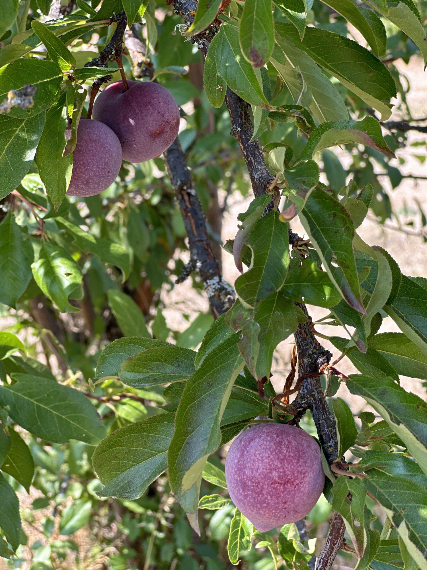 Linnhaven Orchard Company - Residential