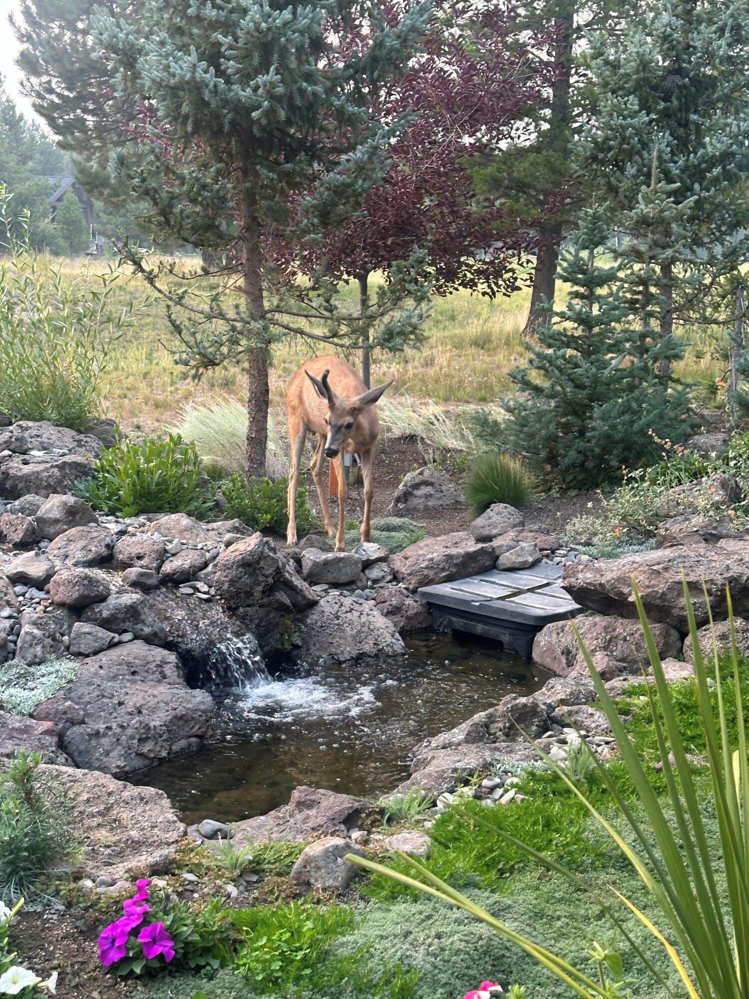 56936 Dancing Rock Loop Lot 32