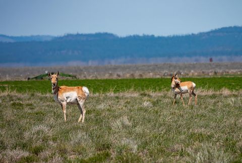 Tiny photo for 77797 Soto Lane, Fort Rock, OR 97735 (MLS # 220219846)