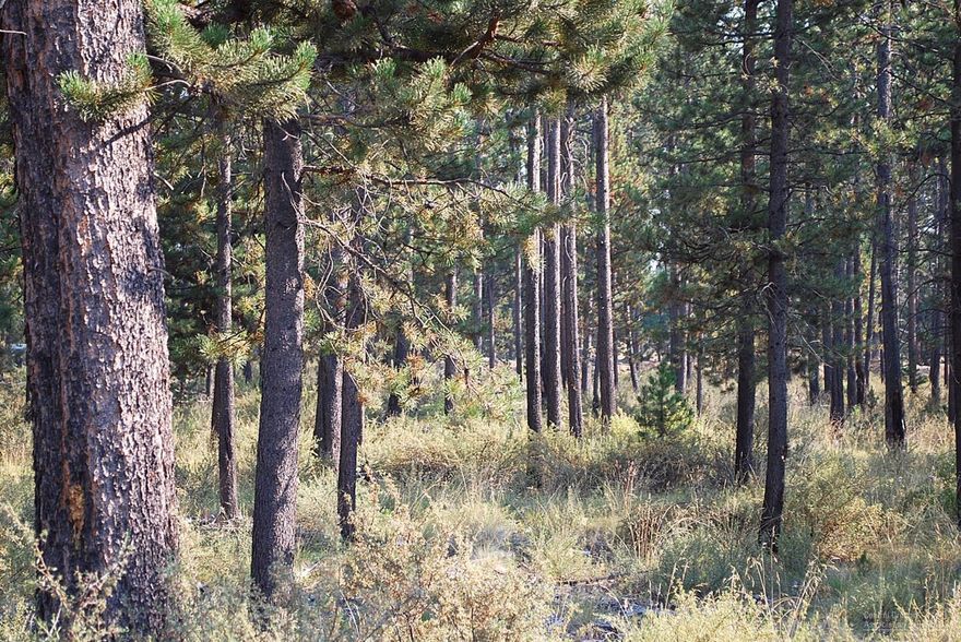 Attractive recreational lot near Sunriver and Deschutes River. Great spot to camp/rv while exploring the Central Oregon outdoors.