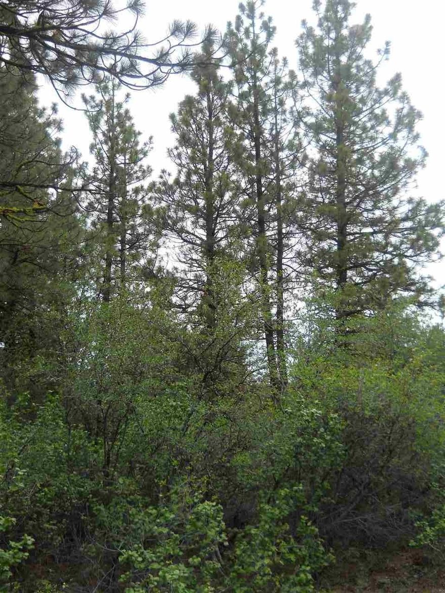 Get A Nice Lot Out In The Woods, With An Abundance Of Wildlife And Quite Country Living, Come Check This Lot Out!