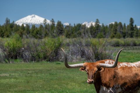 Tiny photo for 52255 Huntington Road, La Pine, OR 97739 (MLS # 220215855)