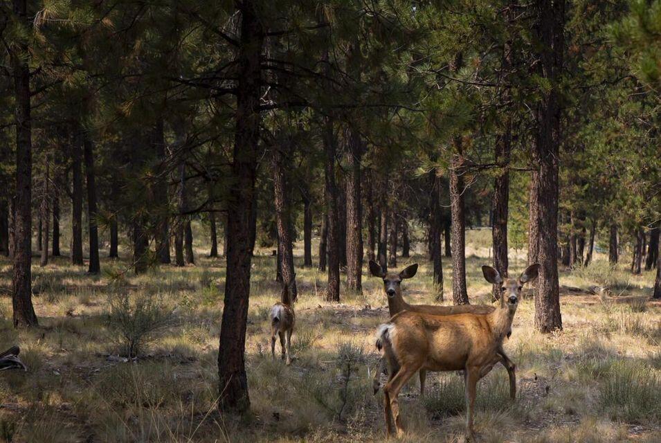 Caldera Springs - Residential