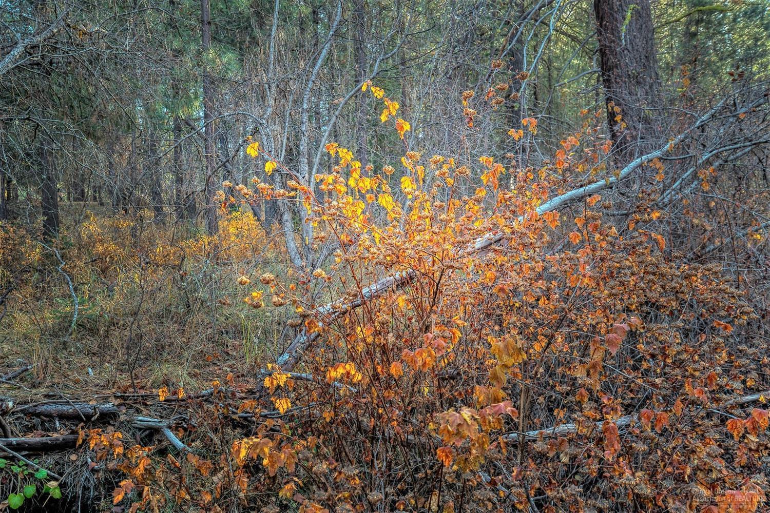 Metolius Meadows - Land