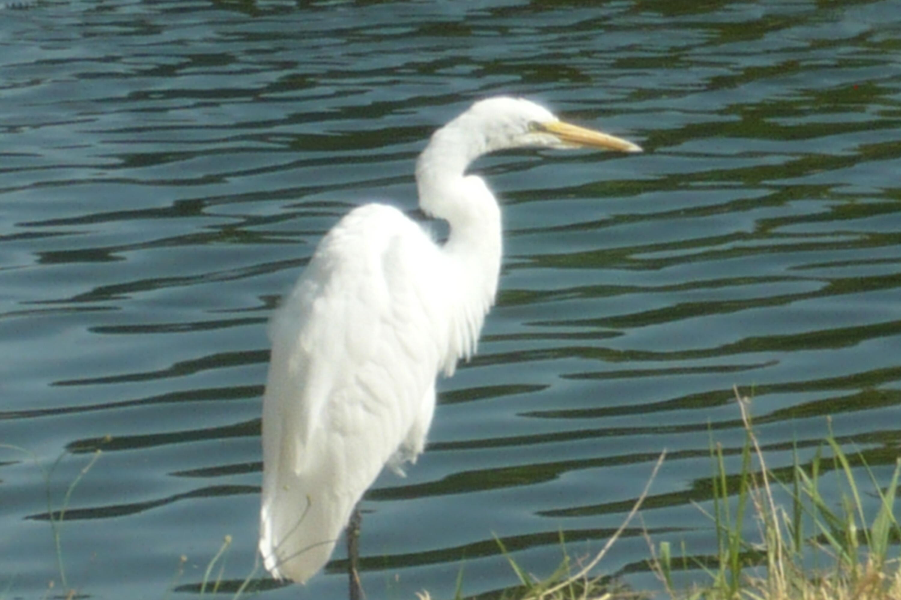 Harbor Isles - Residential