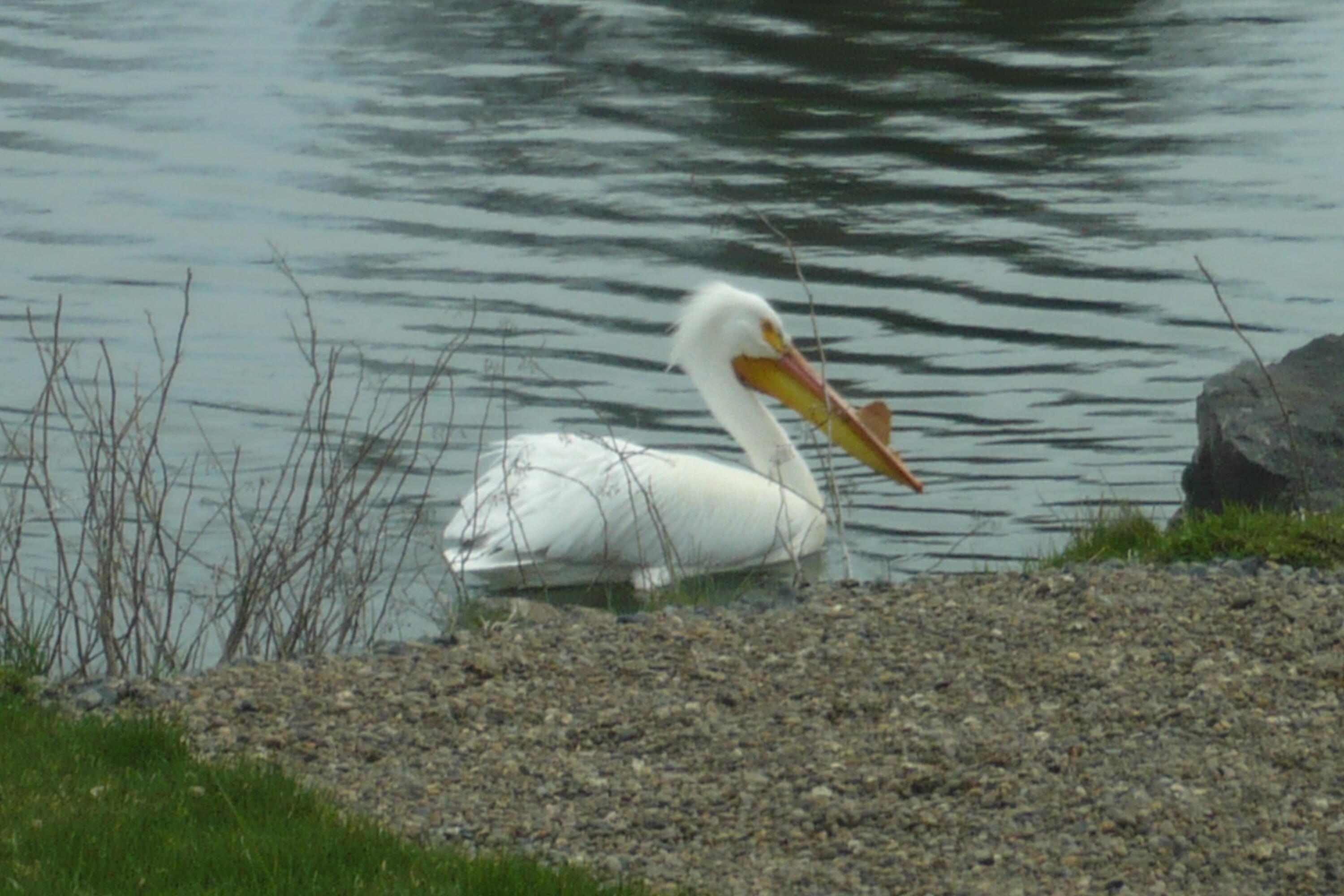 Harbor Isles - Residential