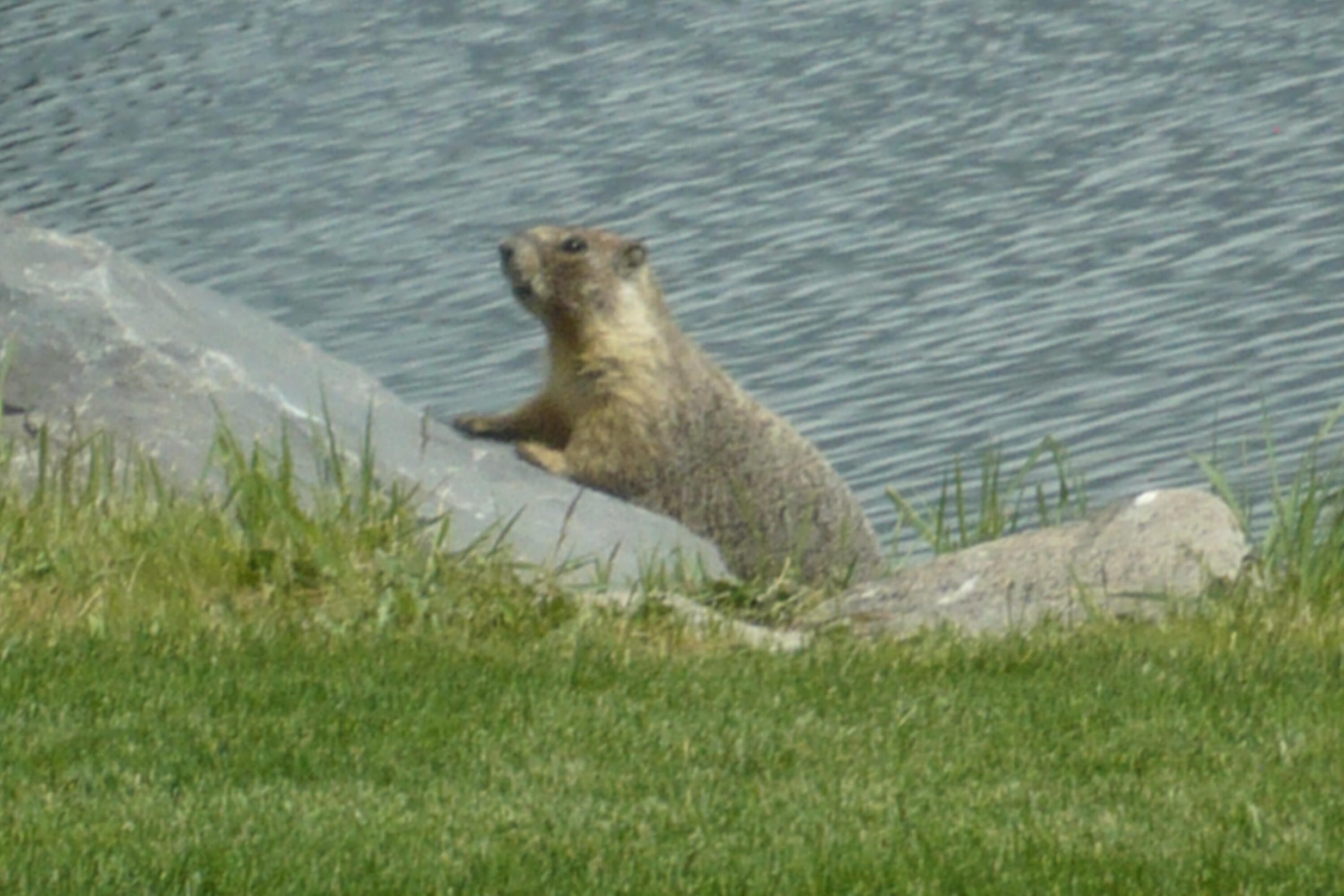Harbor Isles - Residential
