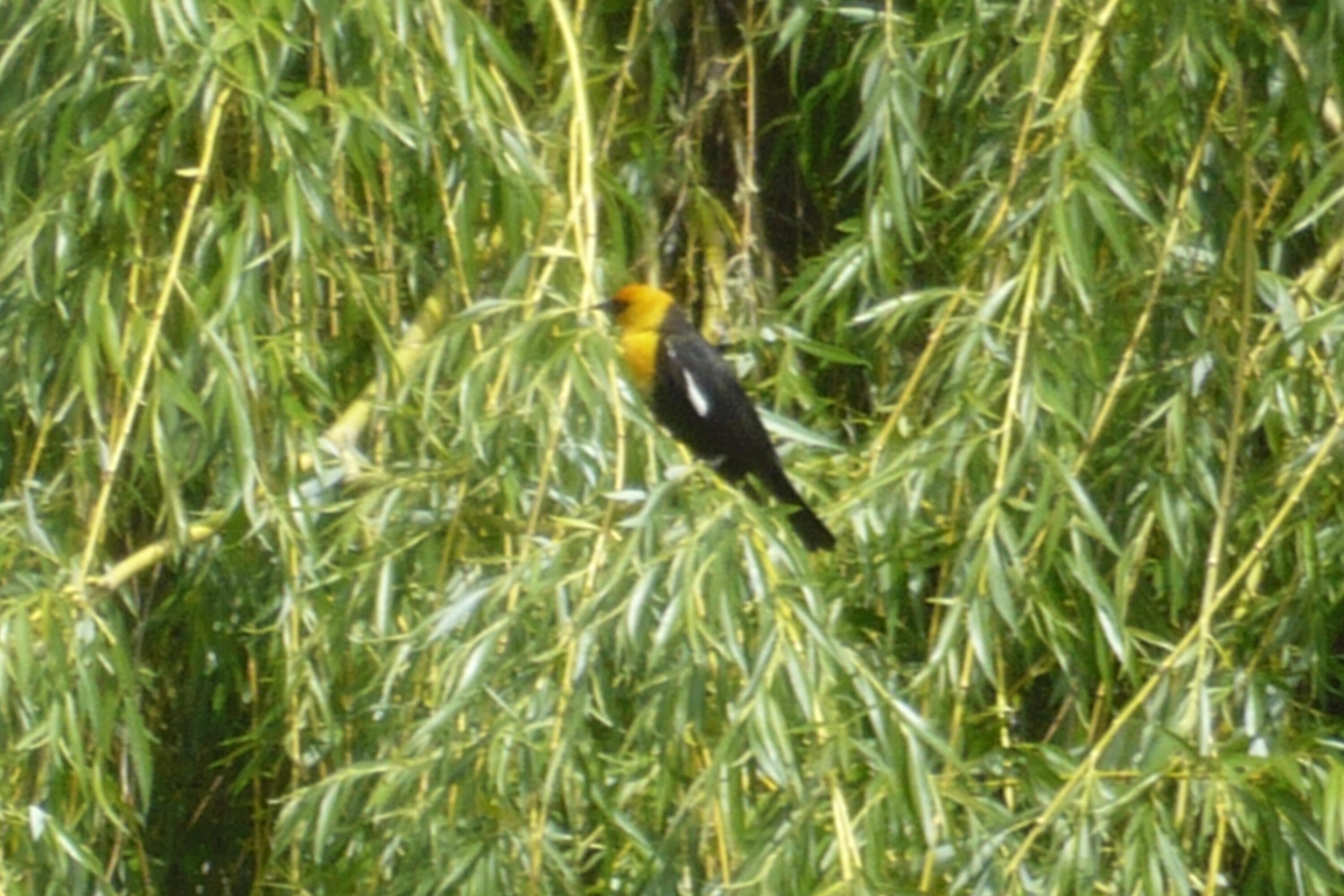 Harbor Isles - Residential