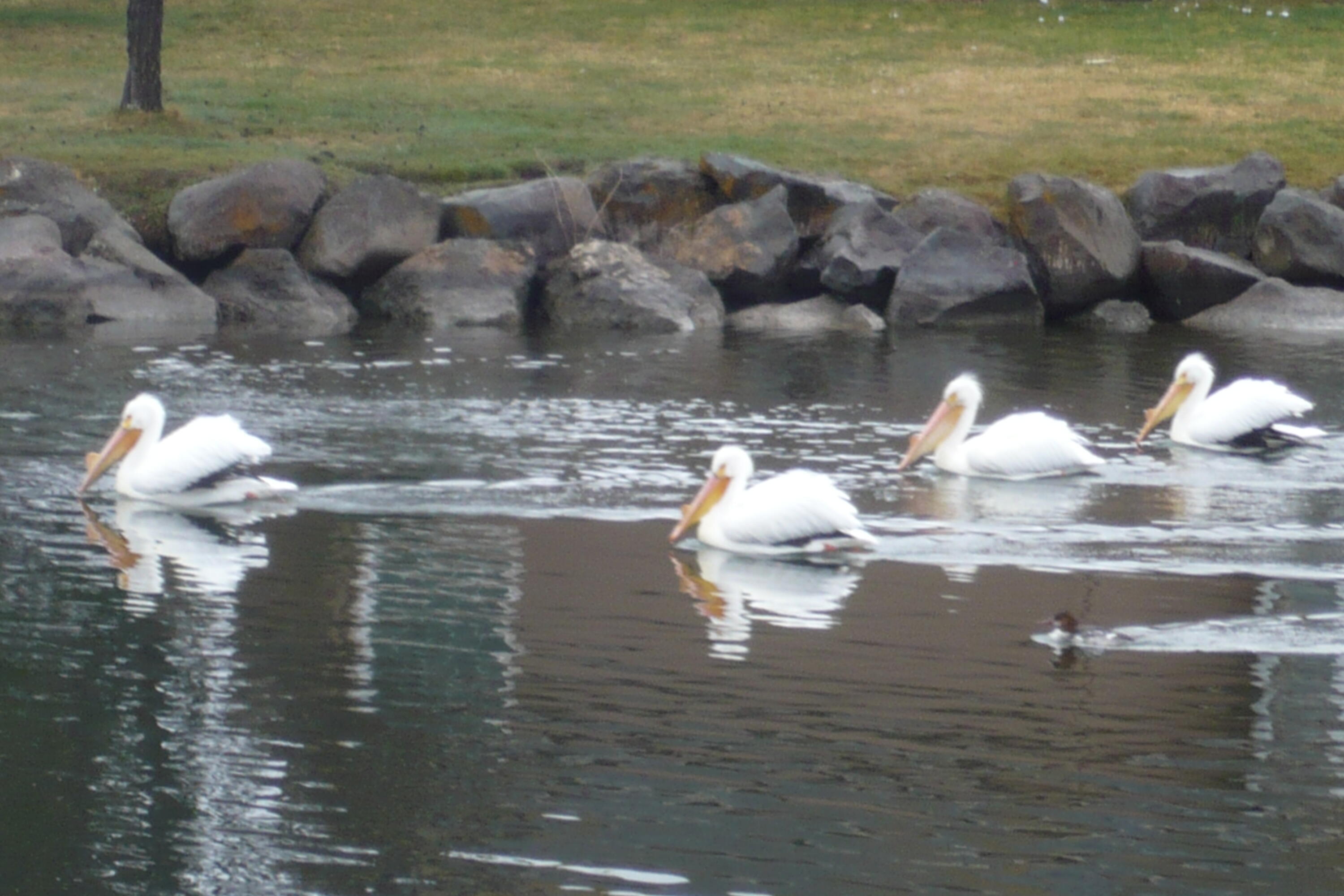 Harbor Isles - Residential