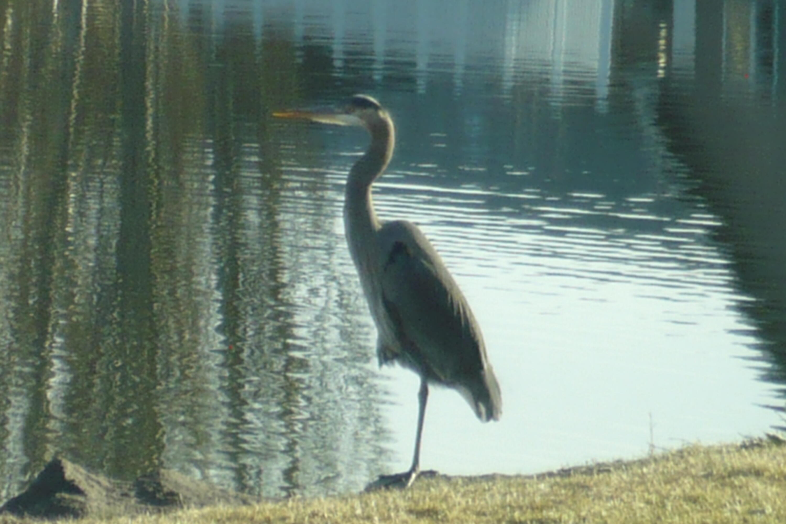 Harbor Isles - Residential