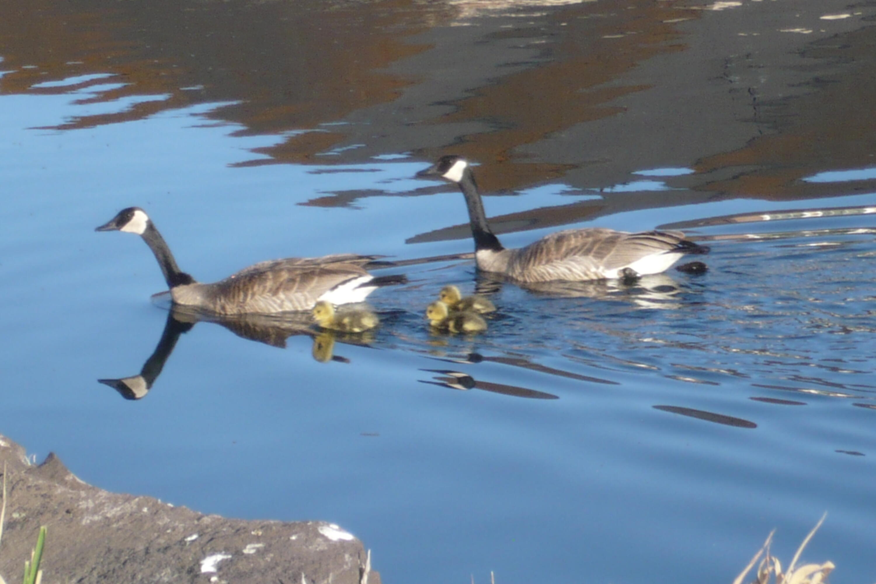 Harbor Isles - Residential