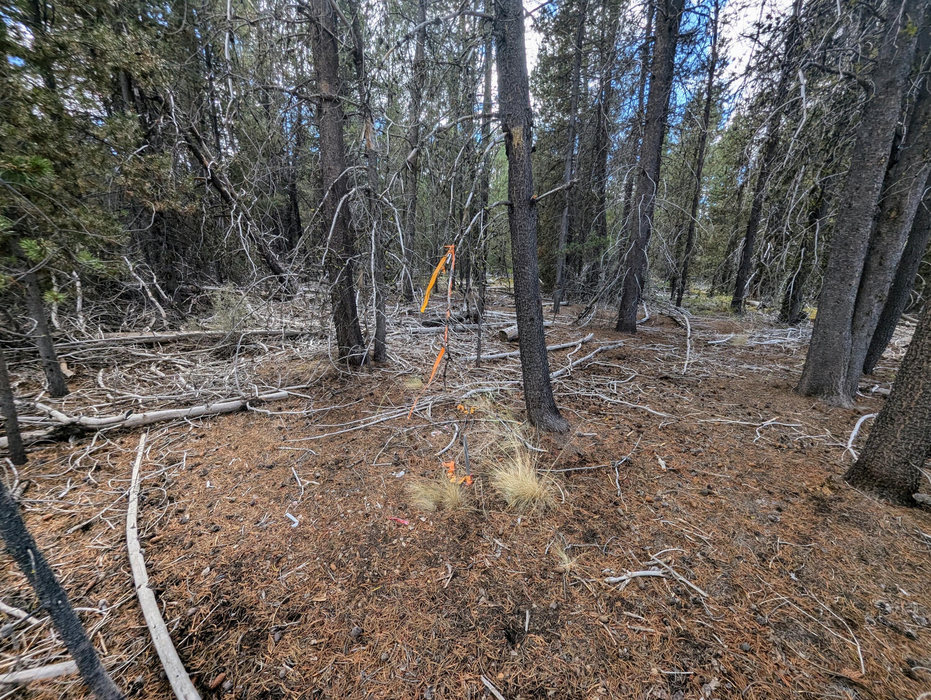 Mt. Scott Meadow - Land