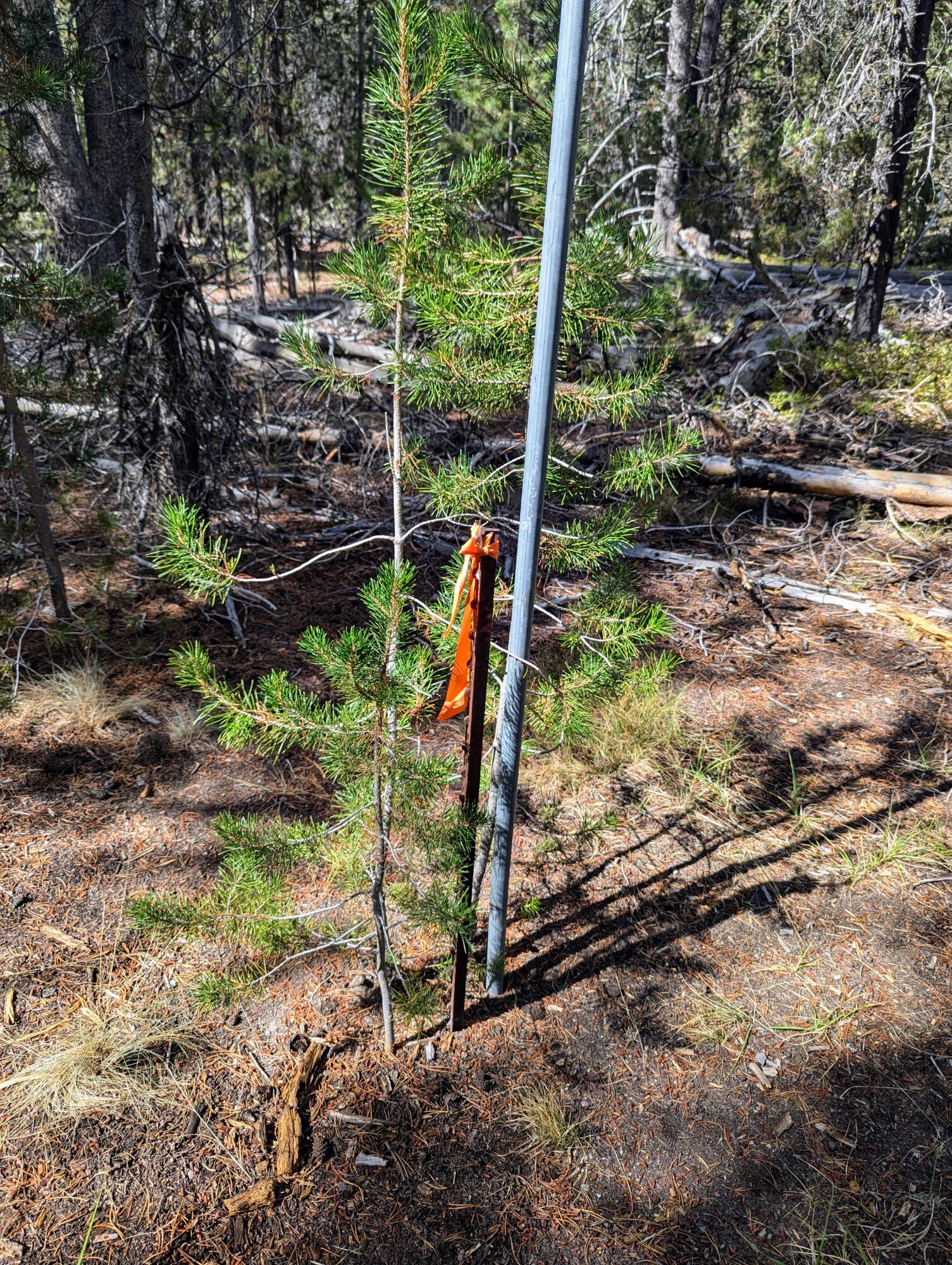 Mt. Scott Meadow - Land