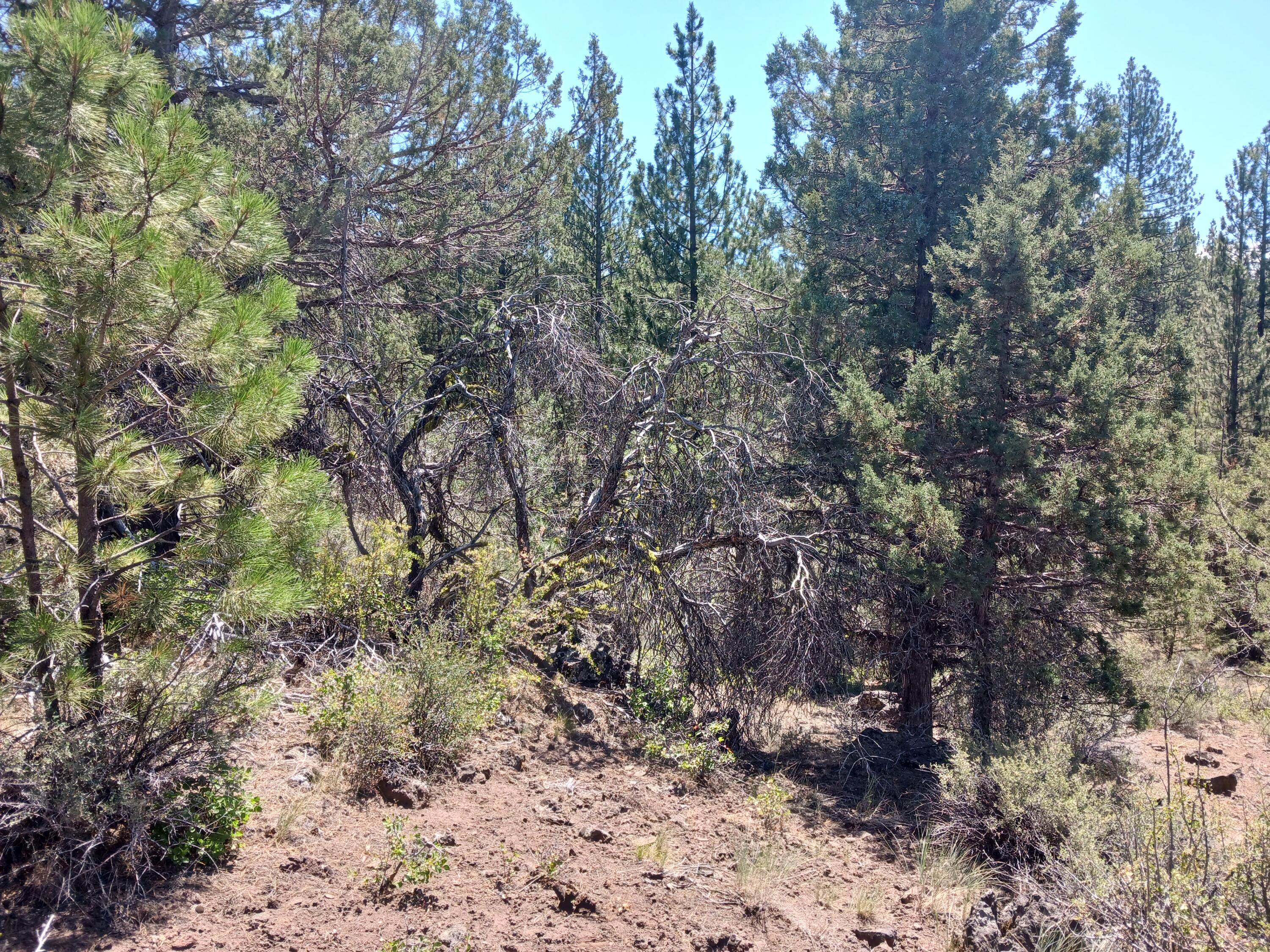 Klamath Forest Estates - Land