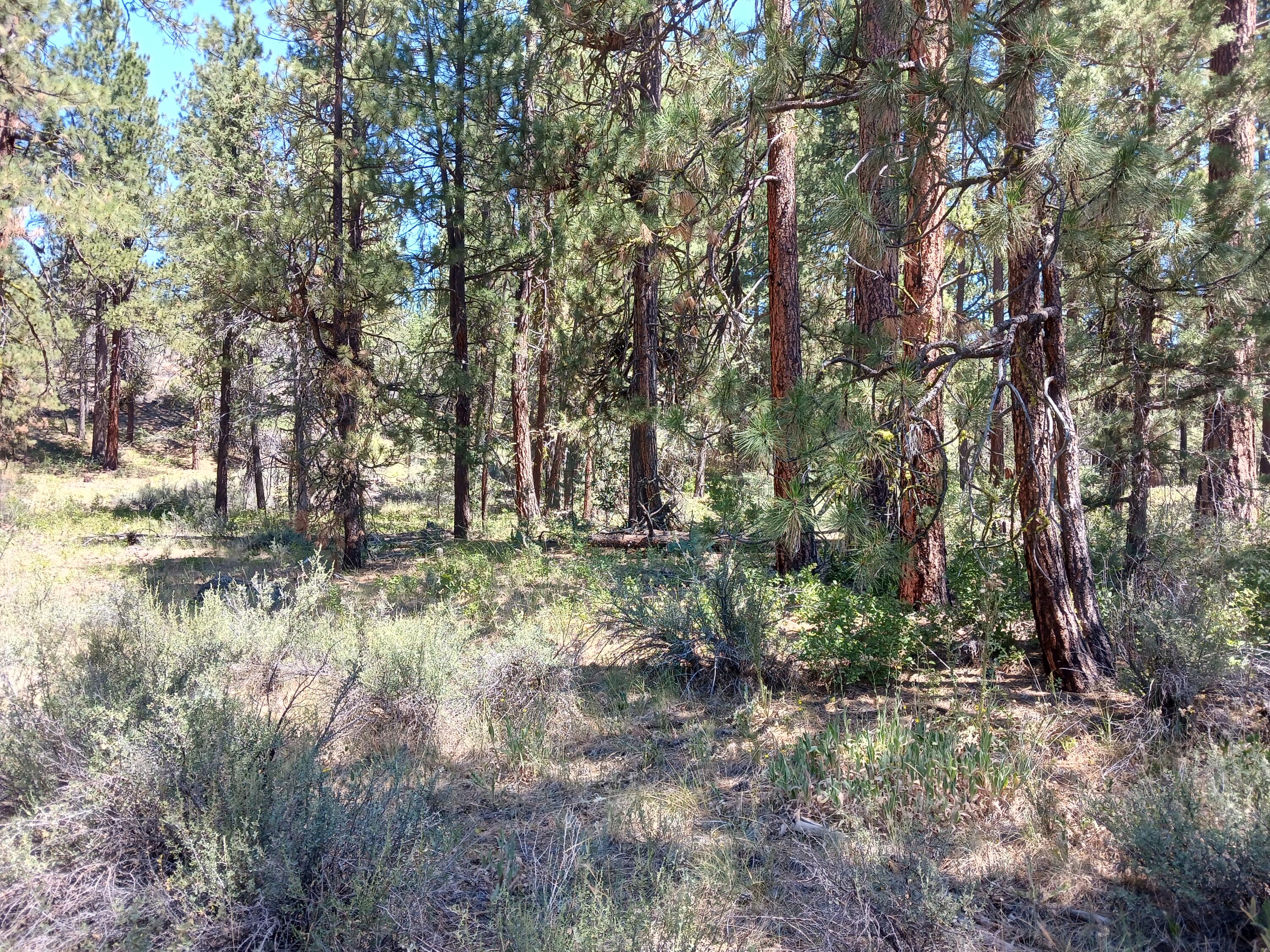 Klamath Forest Estates - Land