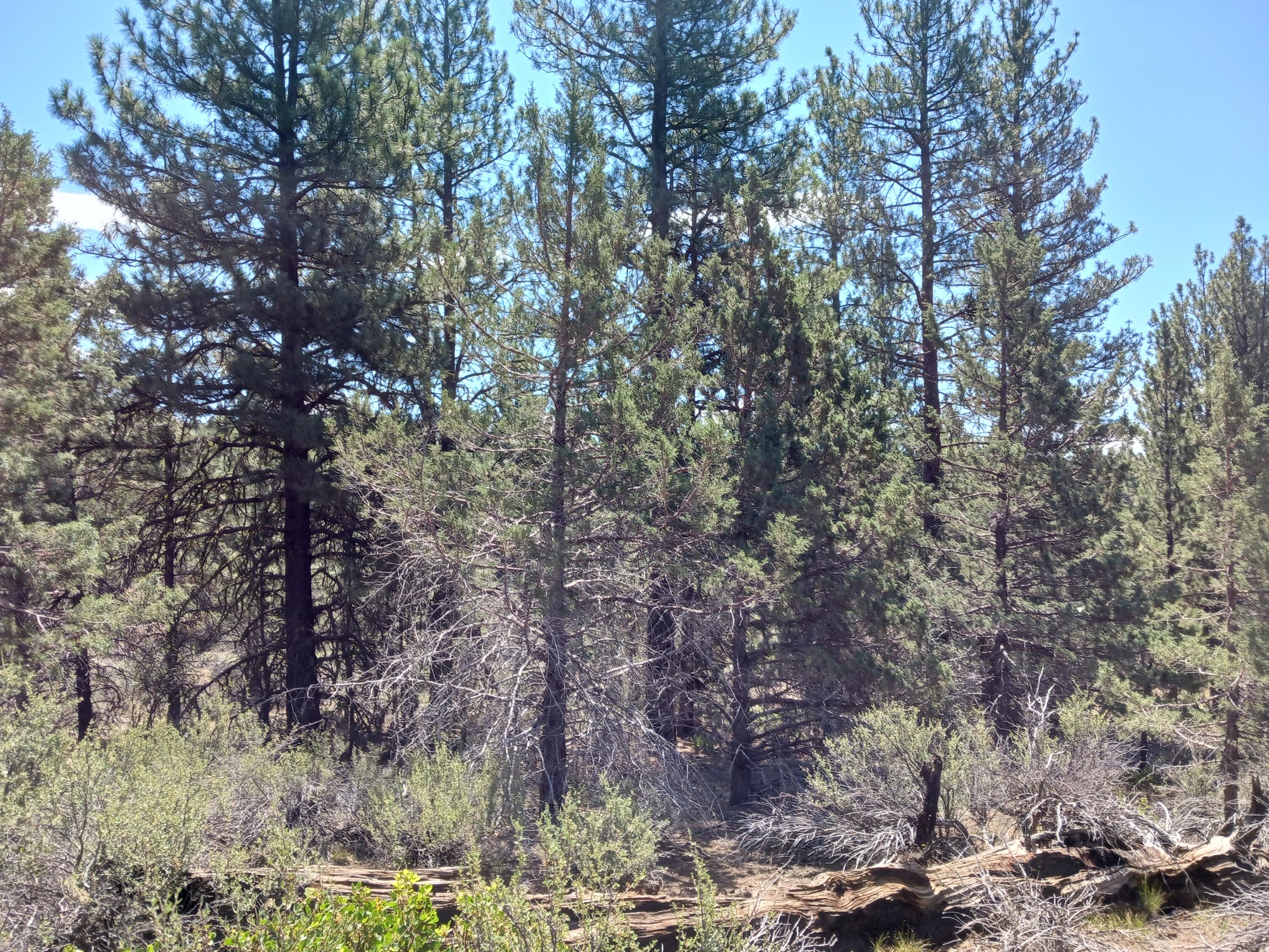 Klamath Forest Estates - Land