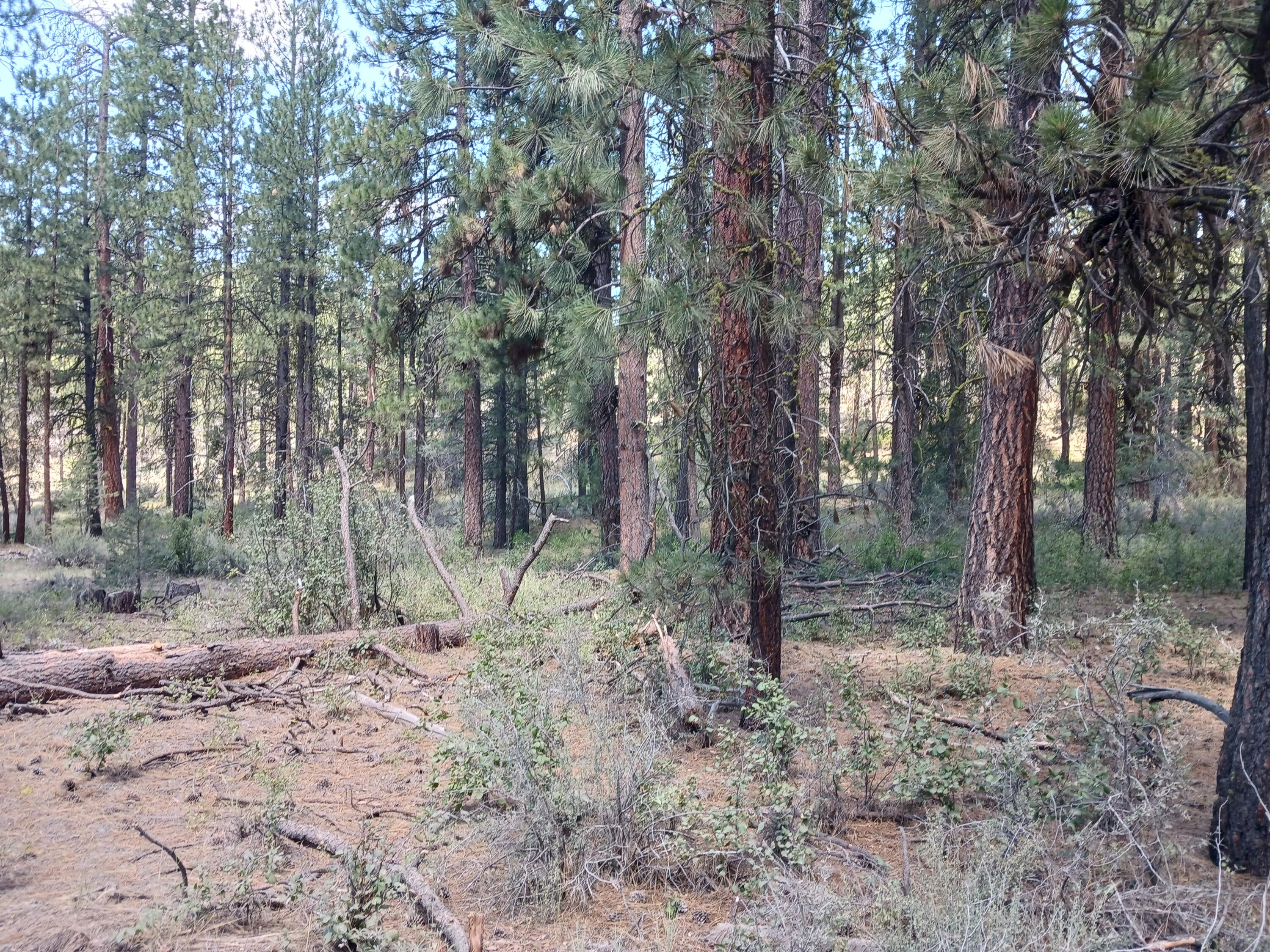 Klamath Forest Estates - Land