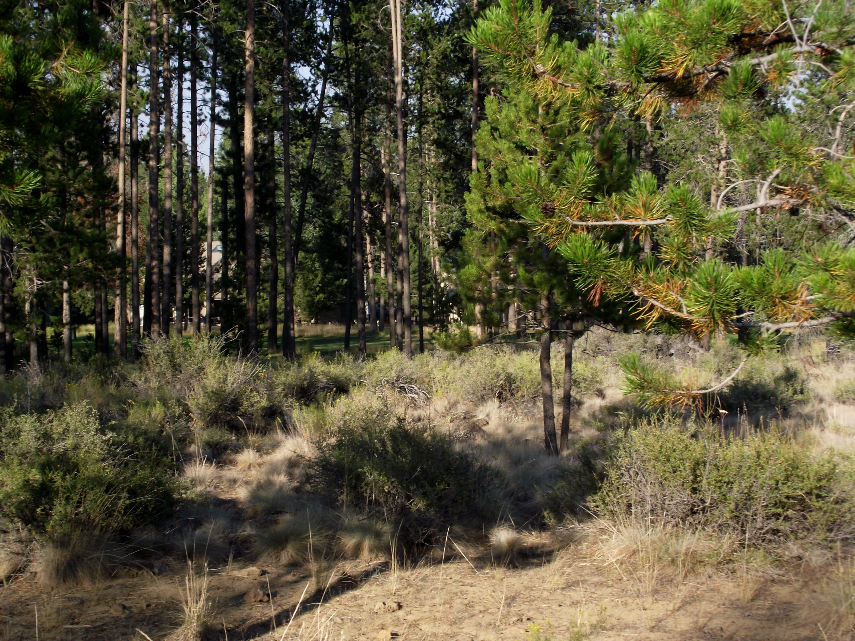 Champion Estate - Land