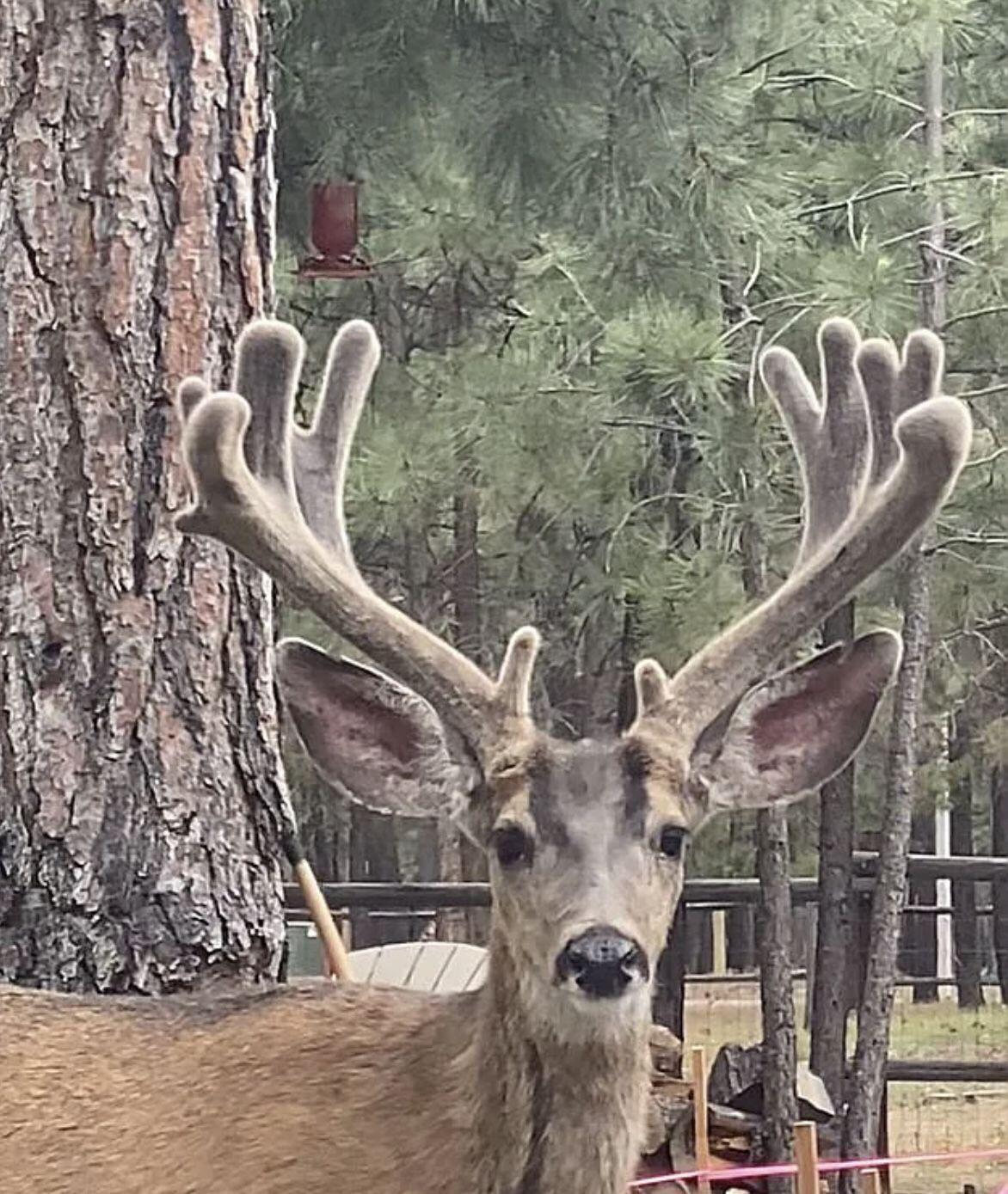 Ponderosa Pines - Residential