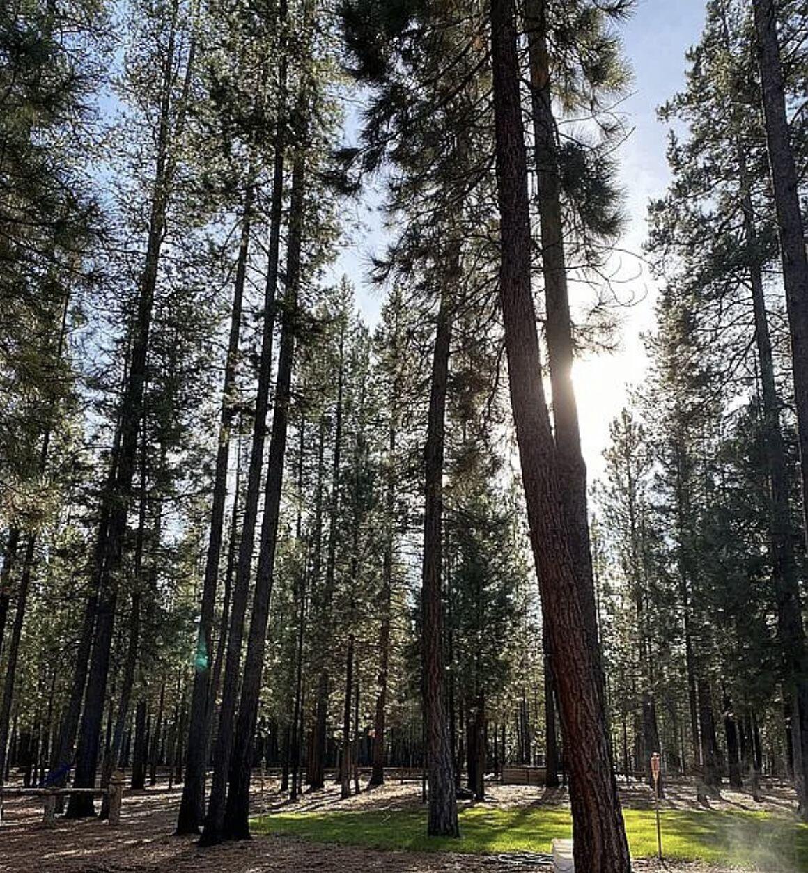 Ponderosa Pines - Residential