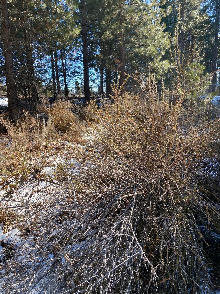 Great lot in Oregon Shores Unit 2  This lot is on a cul-de-sac and no homes on this street so far. Power is at Lake Forest Rd. View of Agency Lake and Mountain Range.
This area of Oregon Shores is stick built homes only and the dues are $ 200.00 a year. The dues cover your water use, road maintenance PLUS a 17 acre private park for homeowners on Agency Lake.