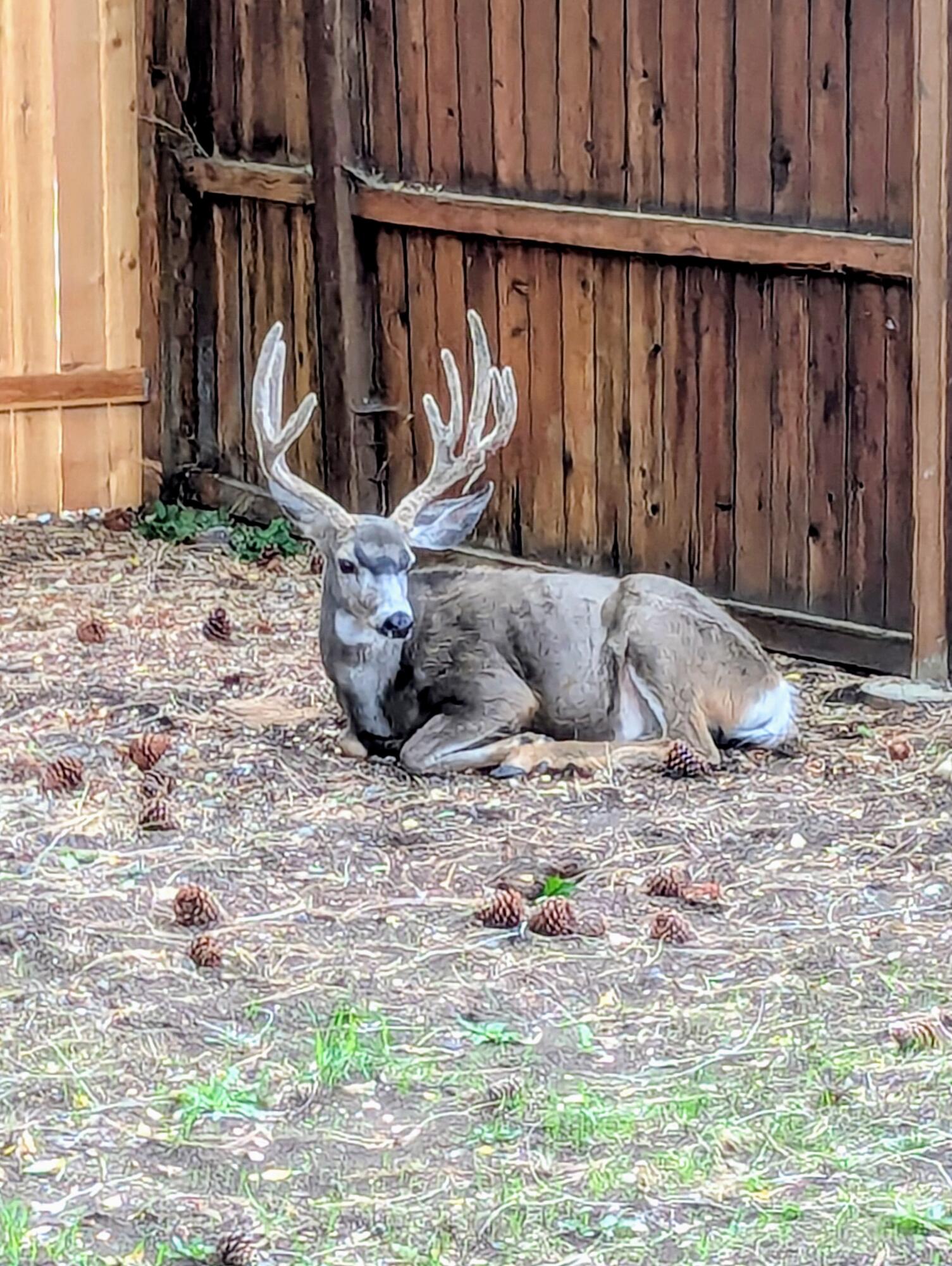 Deschutes - Residential