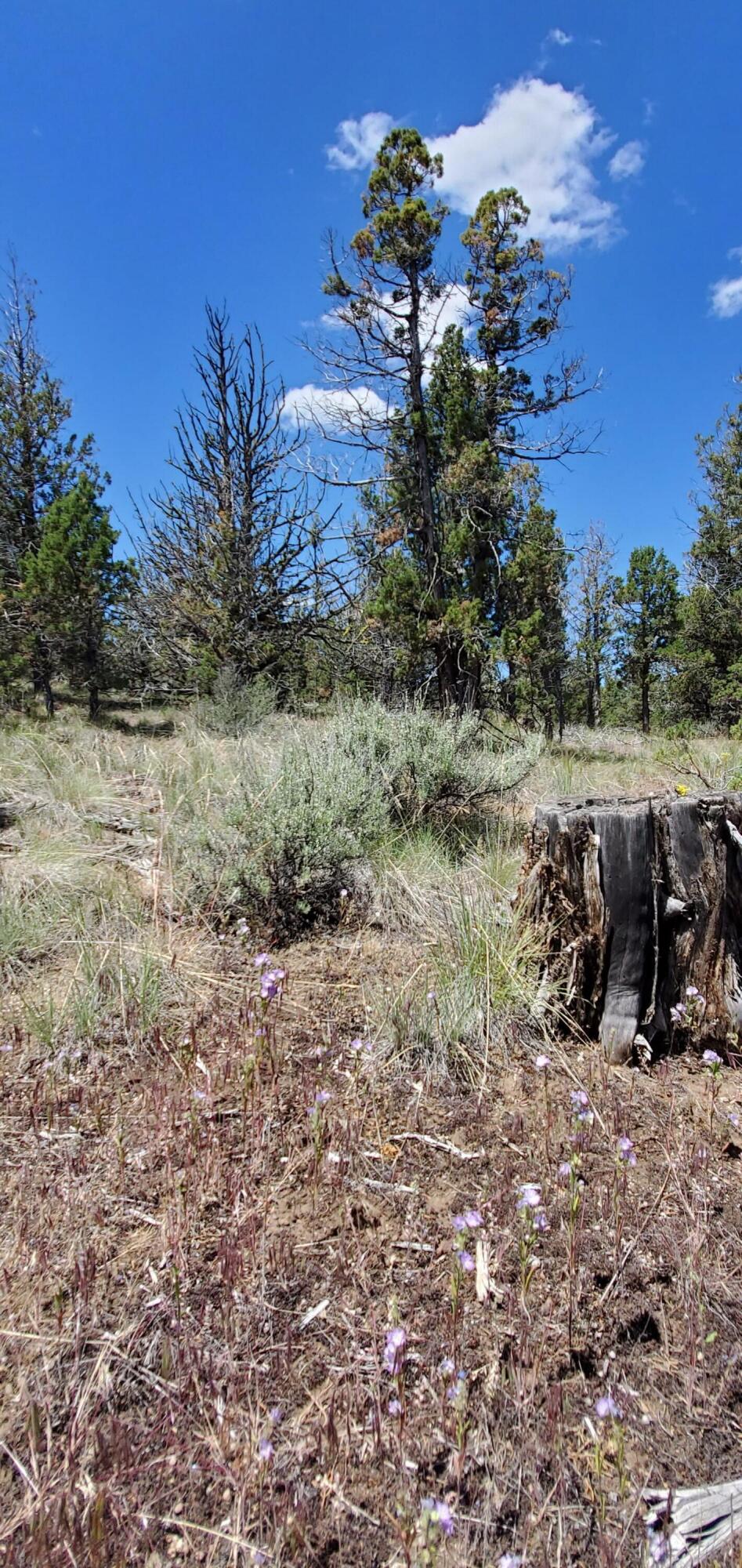 Prineville Lake Acres 1 - Land