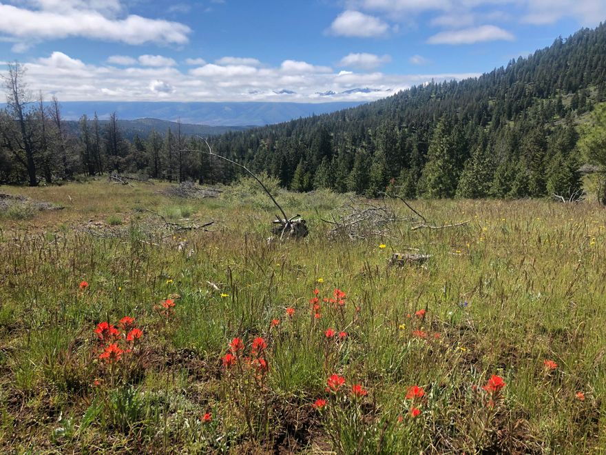 The Belshaw Creek Ranch is an incredible opportunity to own a premier western big game hunting and cattle ranch in the historic John Day Valley in Eastern Oregon.  The ranch backs up to USFS for 4 miles and has locked gates that allow you to access the Malheur National Forest.  The ranch is extremely well watered with over 2 miles of creeks that run year round through the property.  The hunting history is impressive on the ranch.  There have been numerous bulls and bucks harvested over the years with the most recent being a 7x7 bull in 2021.  The ranch qualifies for 5 LOP tags for Elk and 5 LOP tags for deer in the highly coveted Northside hunting unit.  In addition to trophy hunting, the ranch boasts amazing stands of timber.  There is Douglas Fir and Ponderosa Pine all over the property.  No timber cruise has been done.  There is a rustic hunting cabin that sits along the creek complete with a corral to keep your horses in.  The cabin needs a little work to make it habitable again.