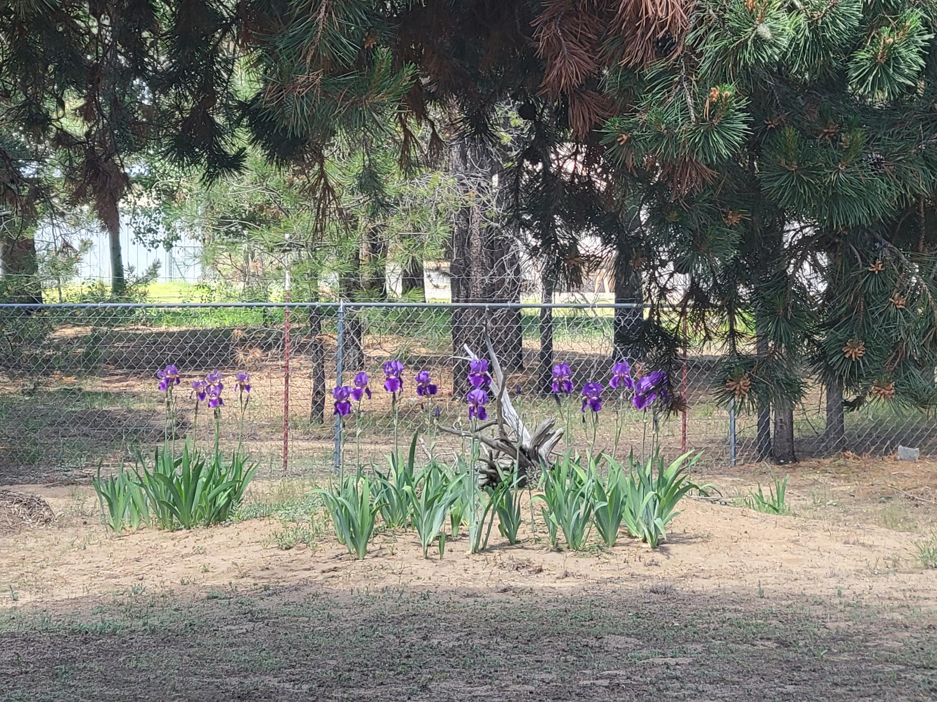 Tall Pines - Residential