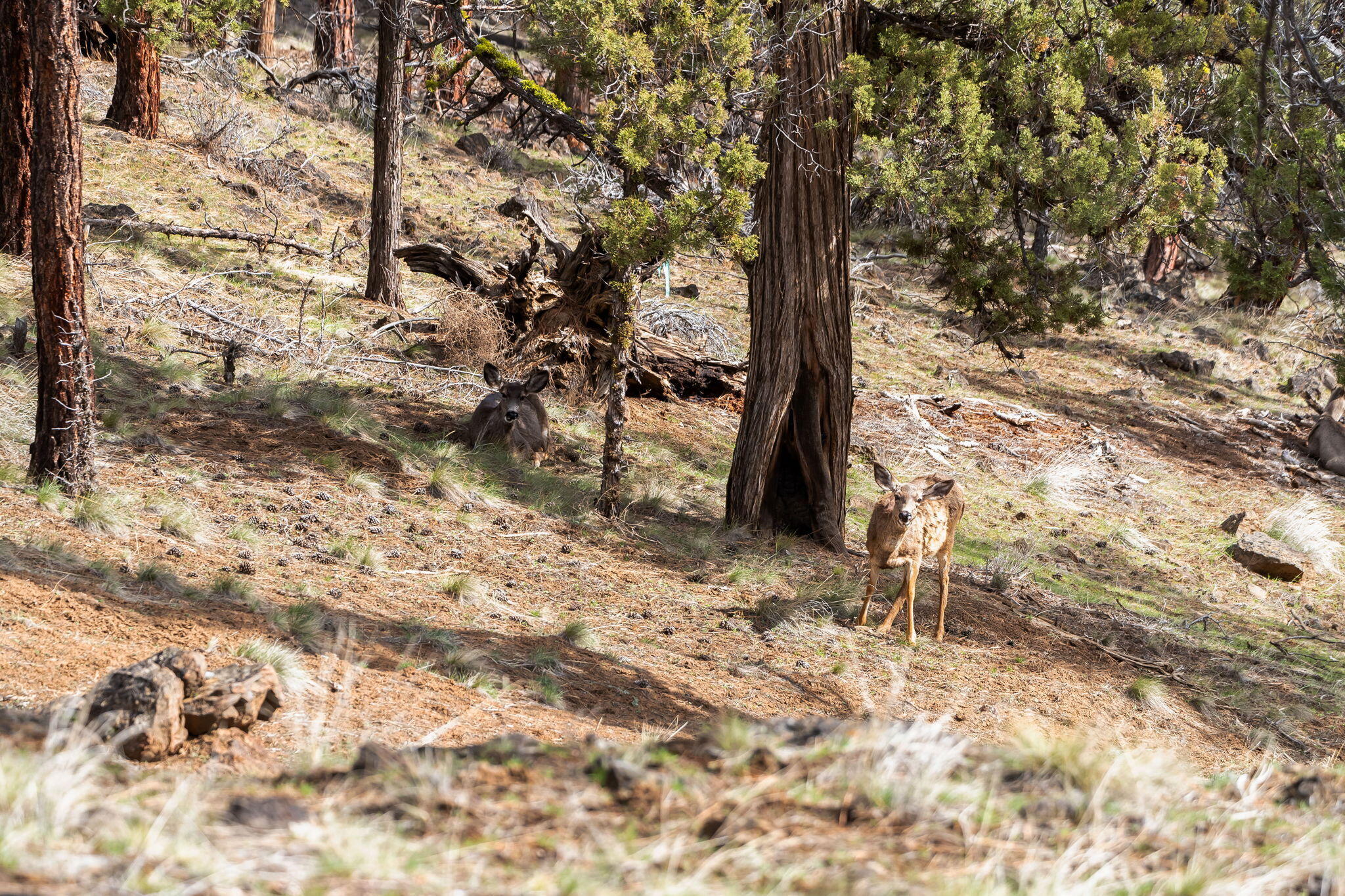 Sno Cap Vista Est - Residential