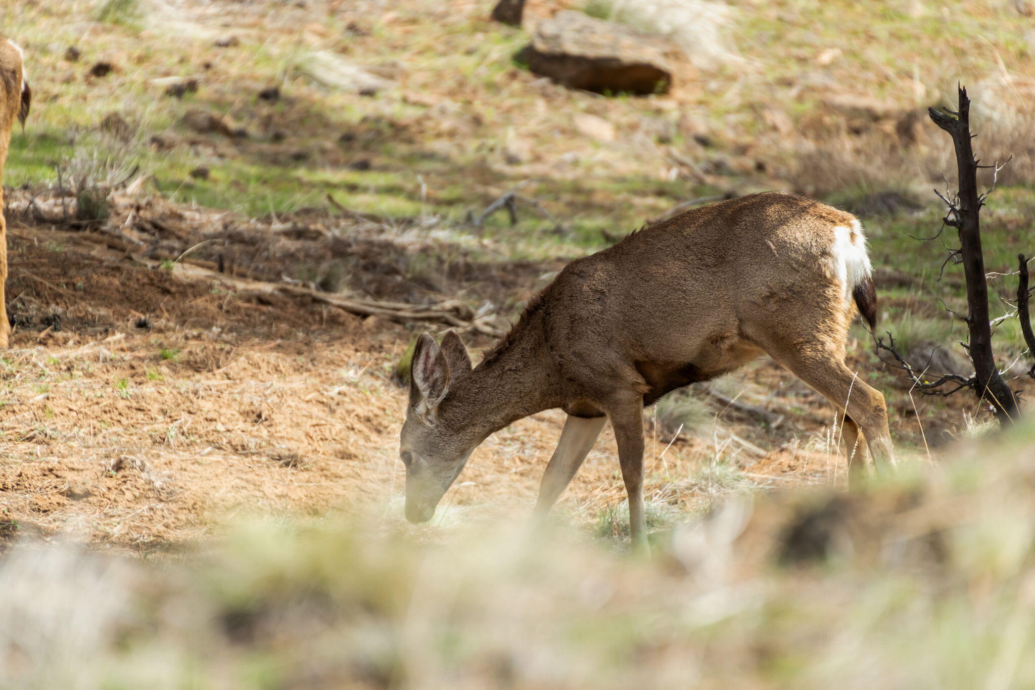 Sno Cap Vista Est - Residential