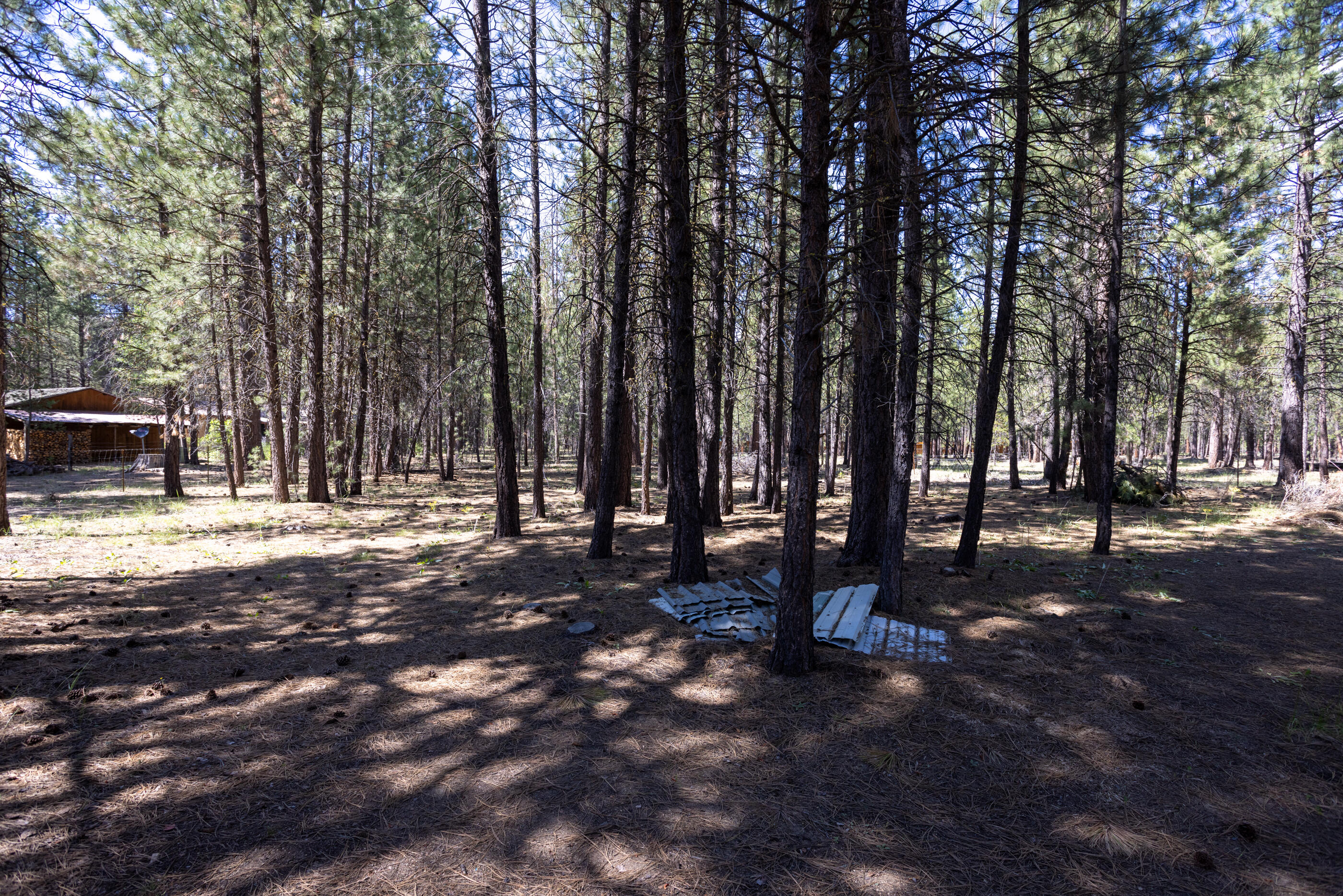 Ponderosa Pines - Residential