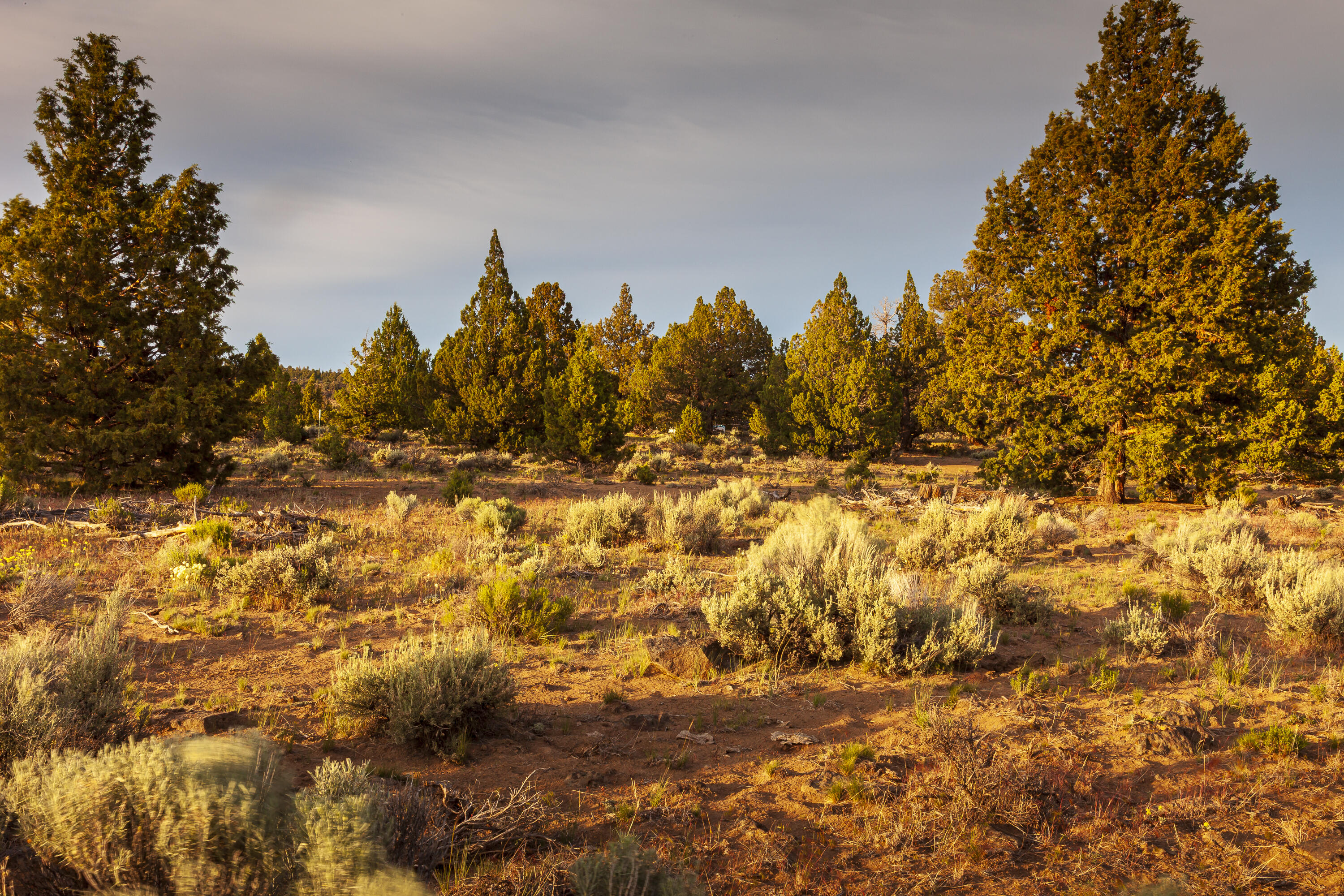 Golden View Ranch - Land
