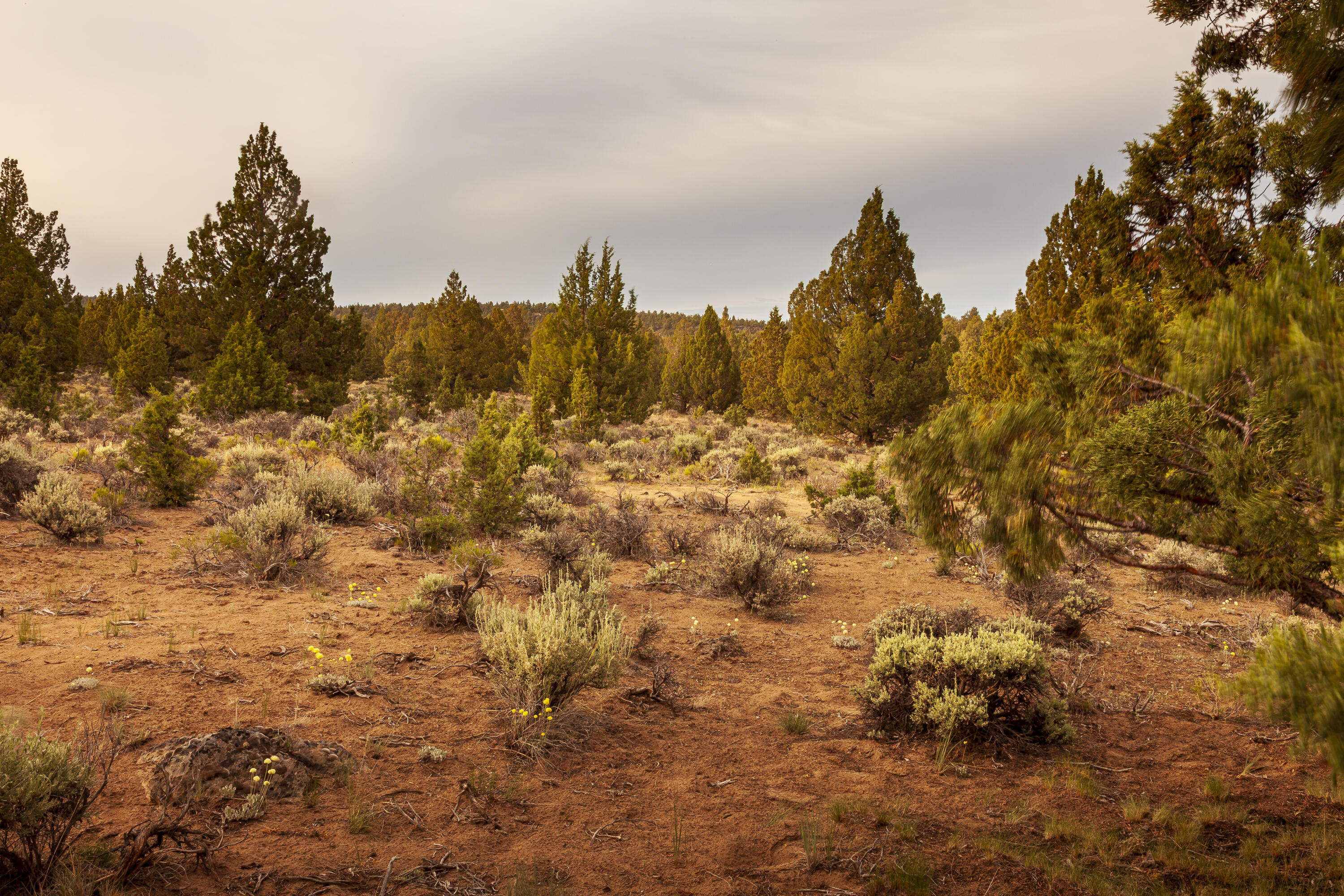 Golden View Ranch - Land