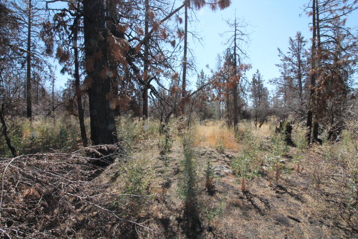 Klamath Falls Forest Estates Hwy 66 Unit Plat 4 - Land