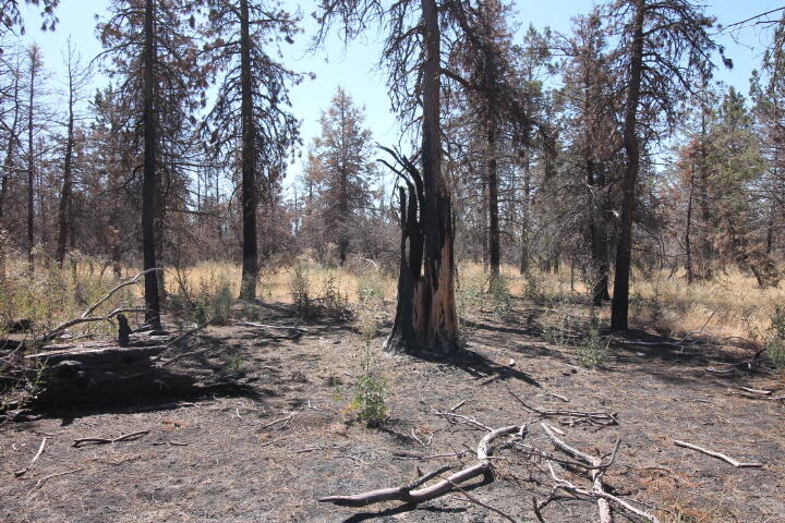 Klamath Falls Forest Estates Hwy 66 Unit Plat 4 - Land