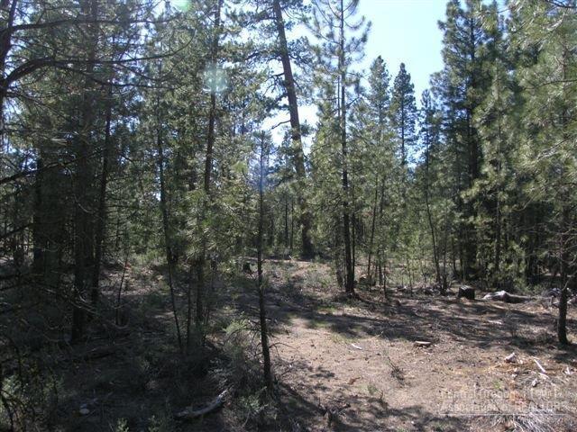 Ponderosa Pines - Land