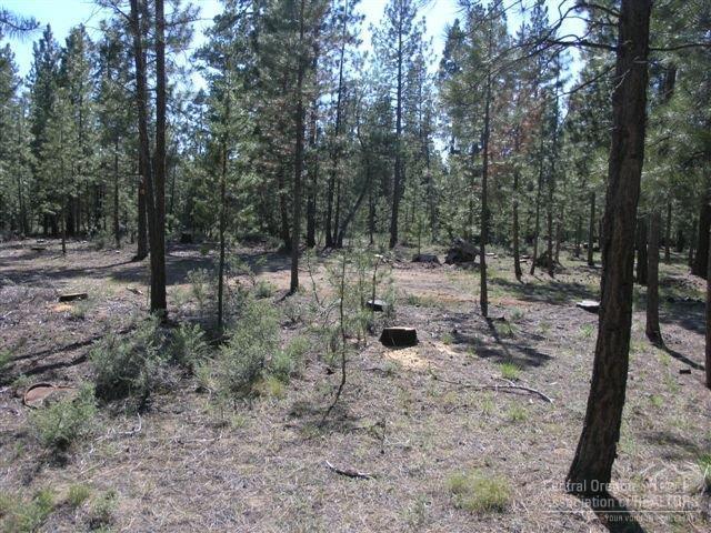 Ponderosa Pines - Land