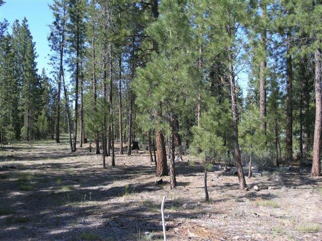 Ponderosa Pines - Land